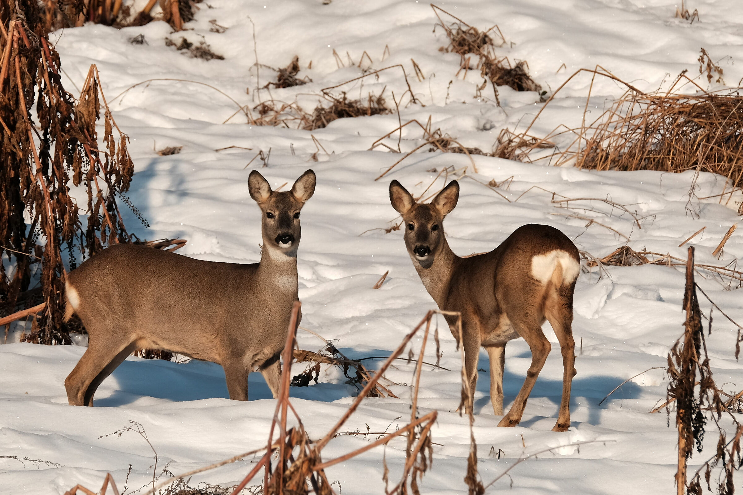 Nature reserve cravary 2017