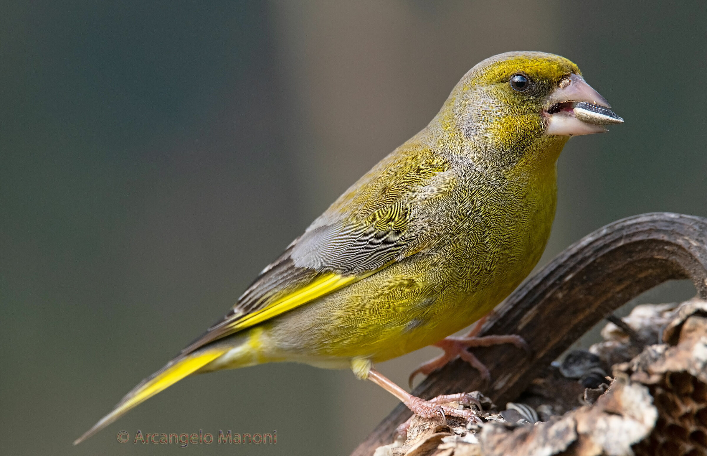 Il pranzo del verdone