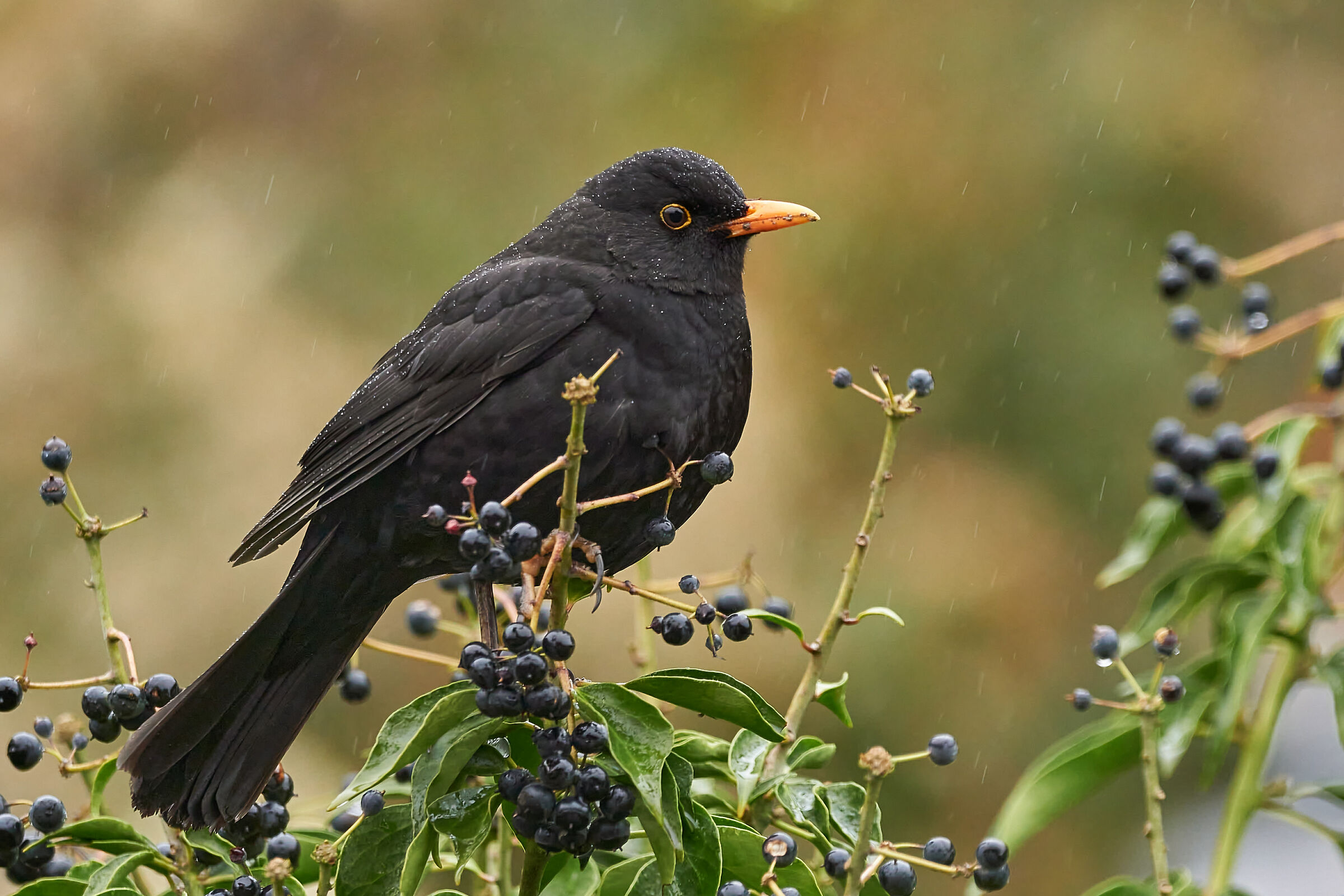 Blackbird #iorestoacasa