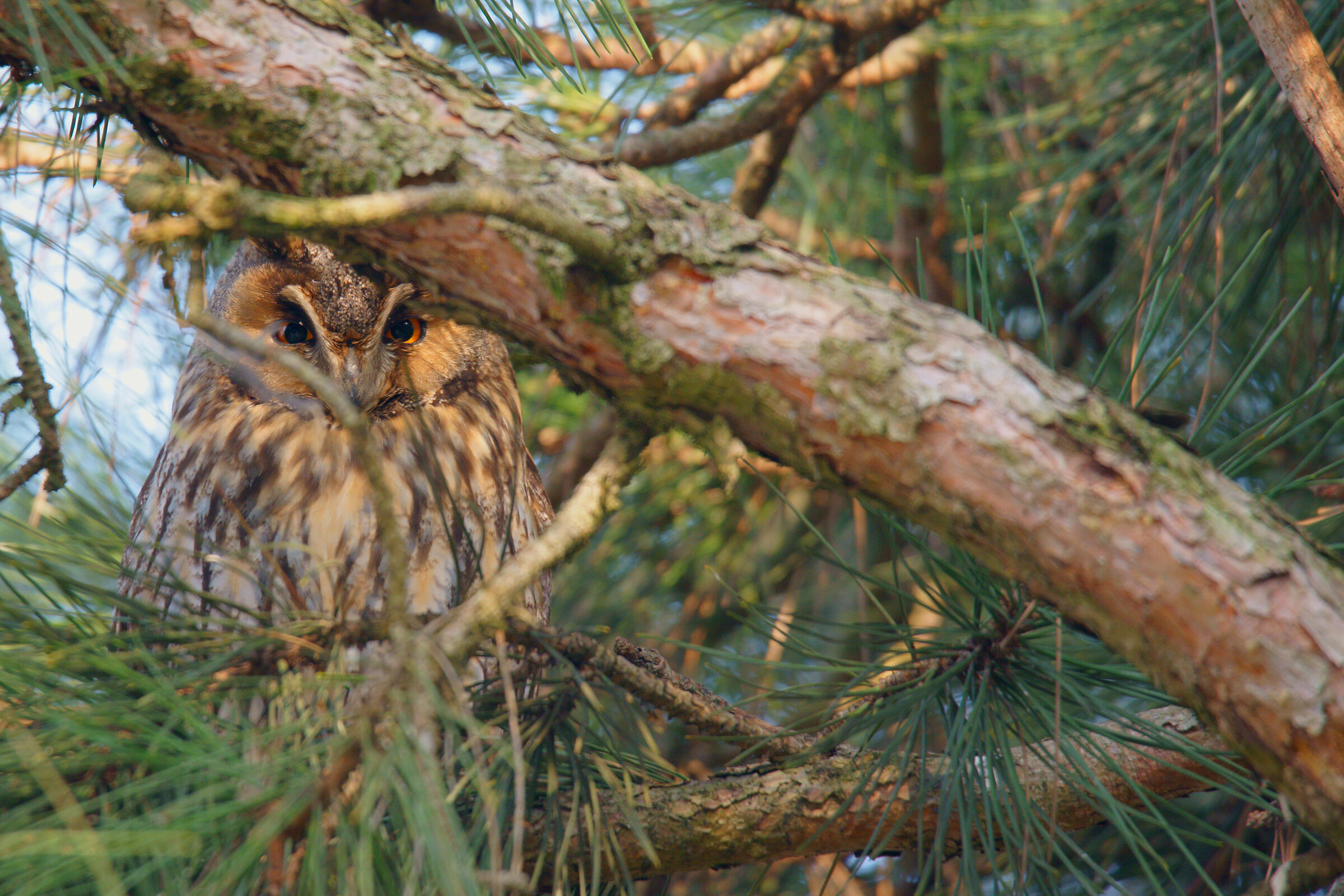 Owl