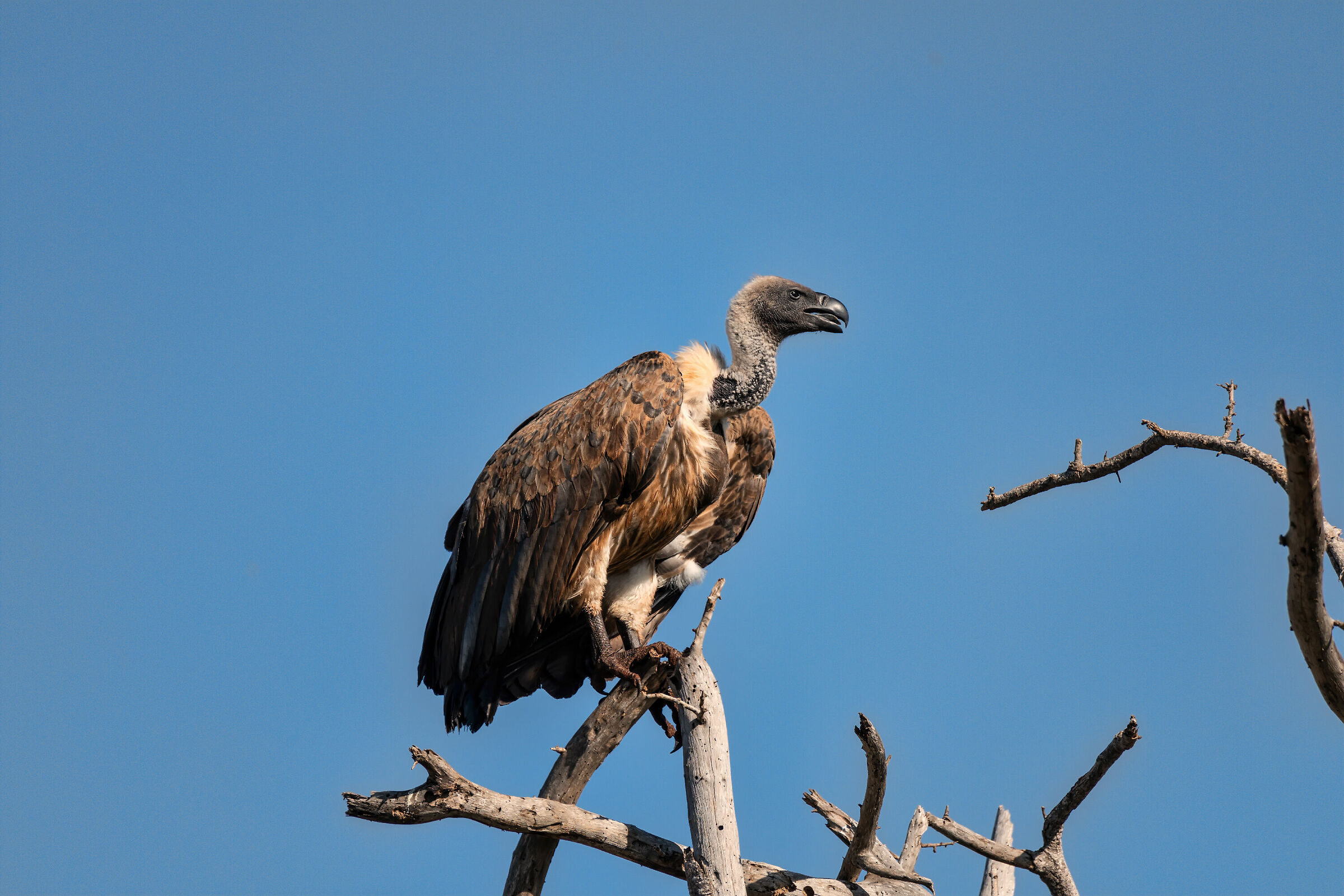 Kenya Vulture