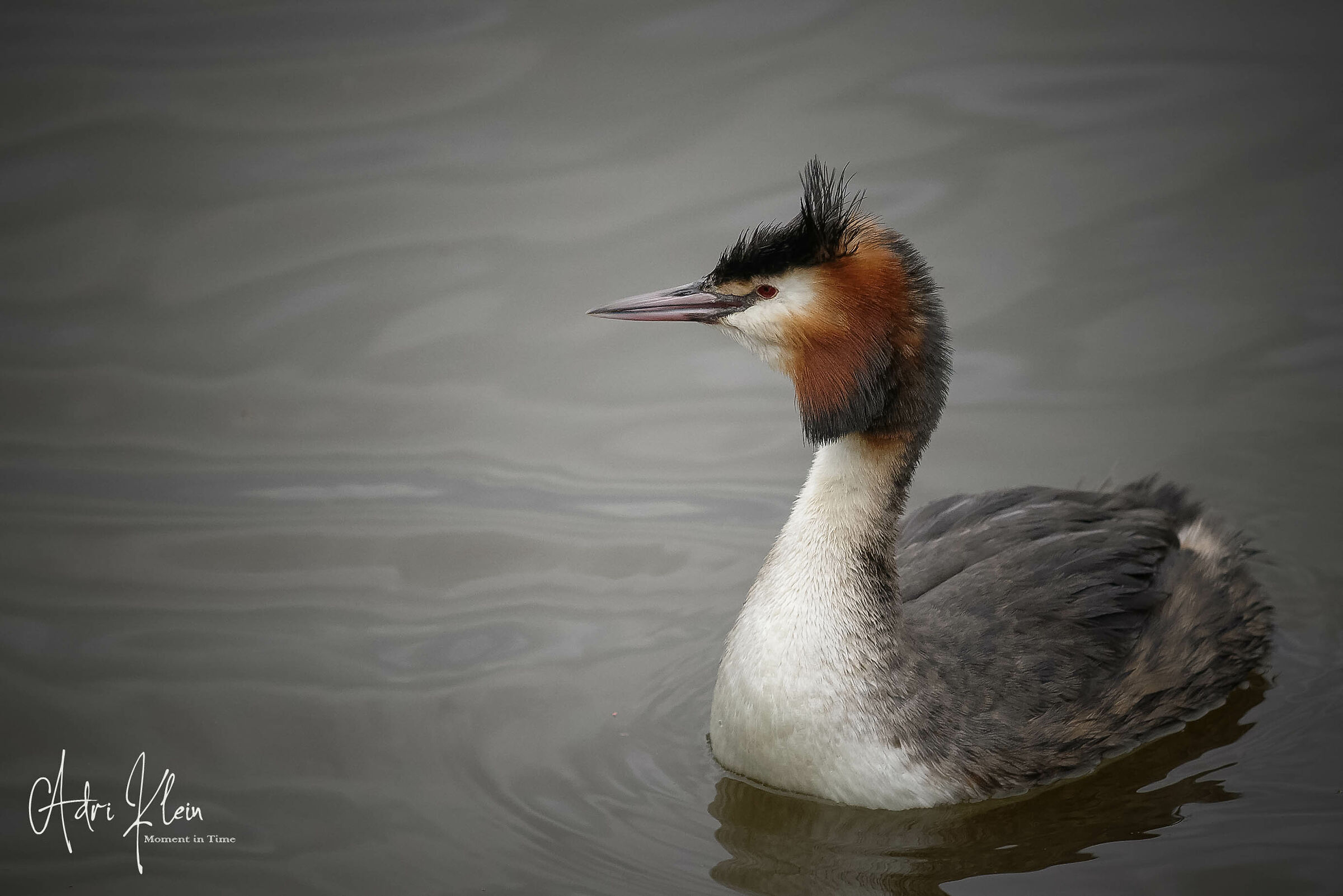Great crested grebe