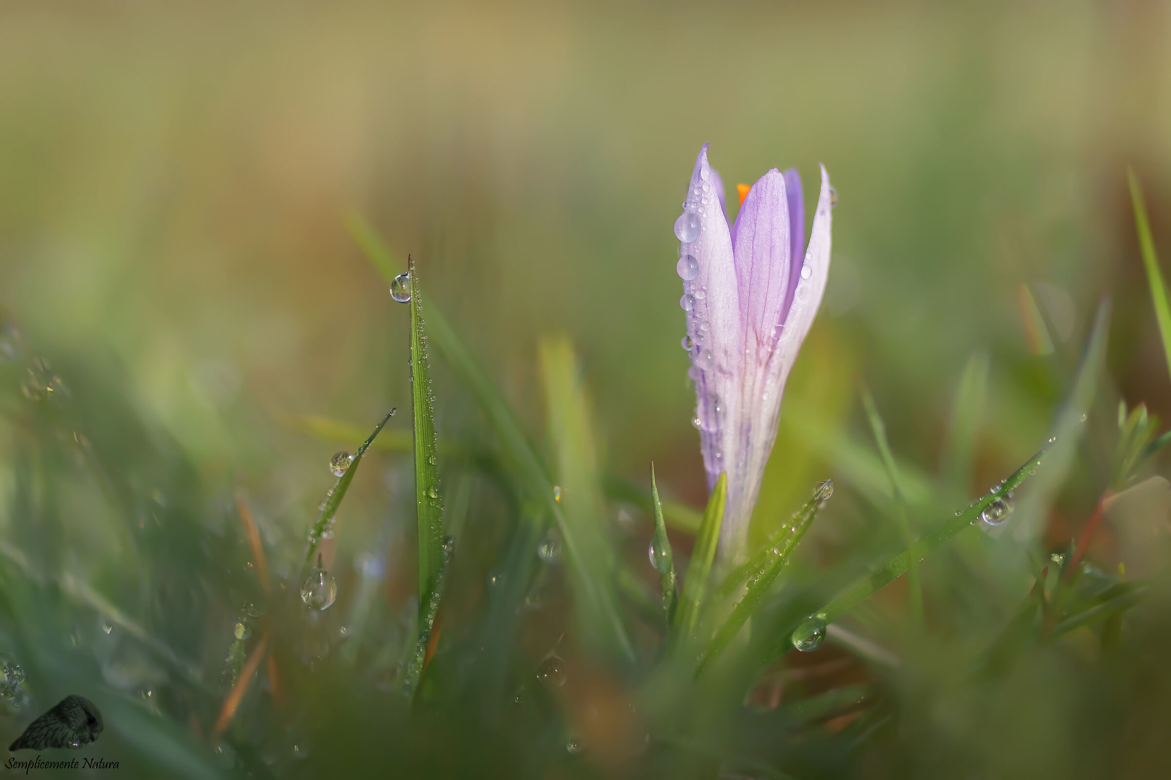Crocus sp