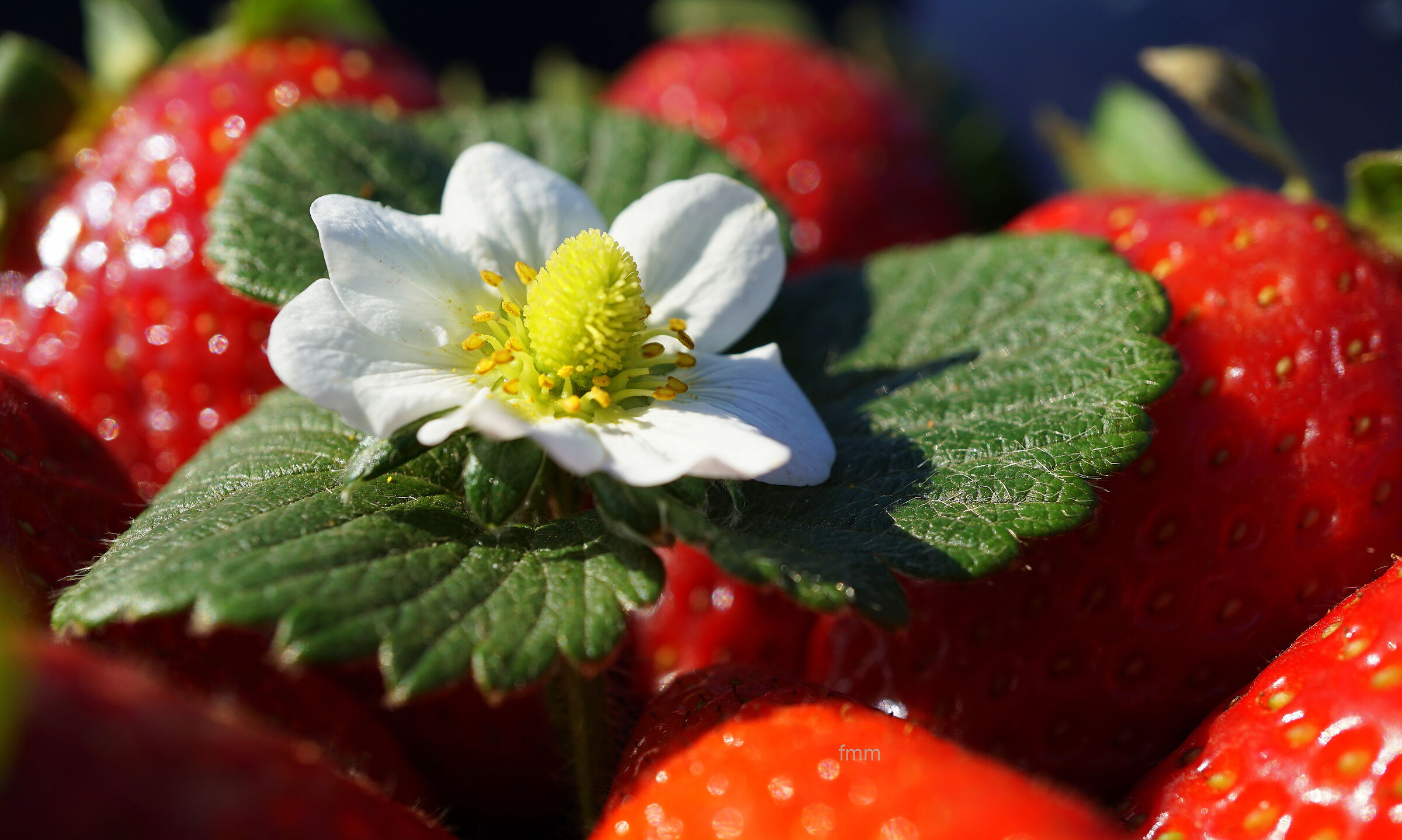 fragole