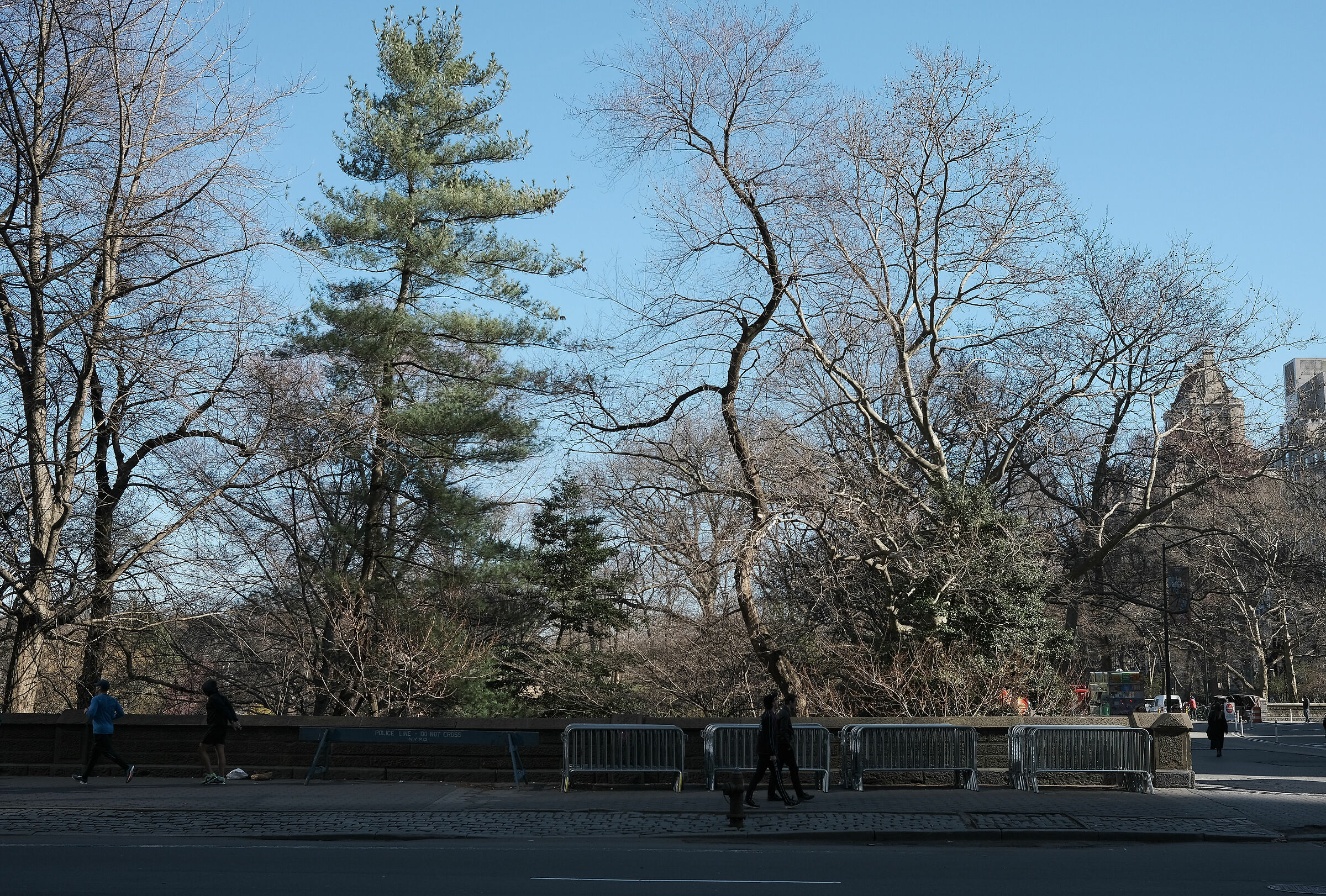 Central Park Tree