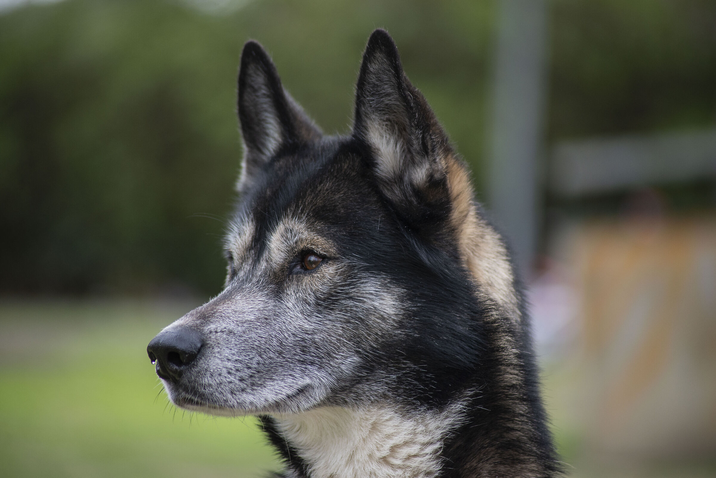 Siberian