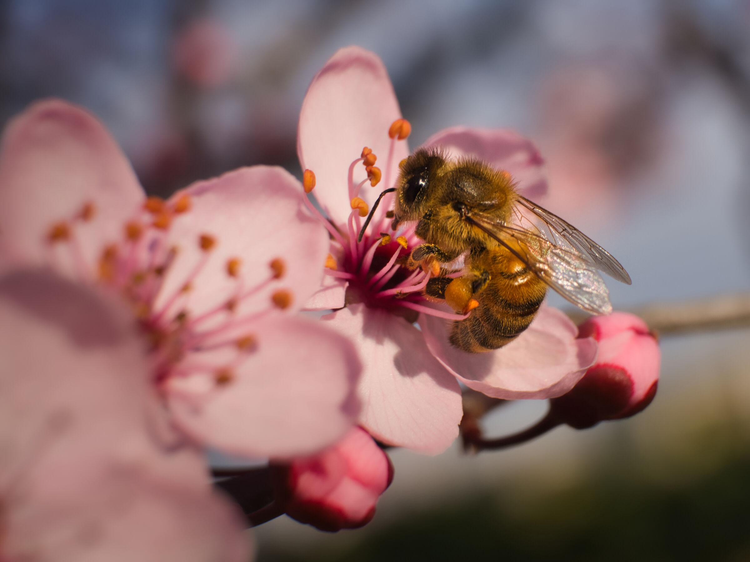 Fortunately, the bees are there