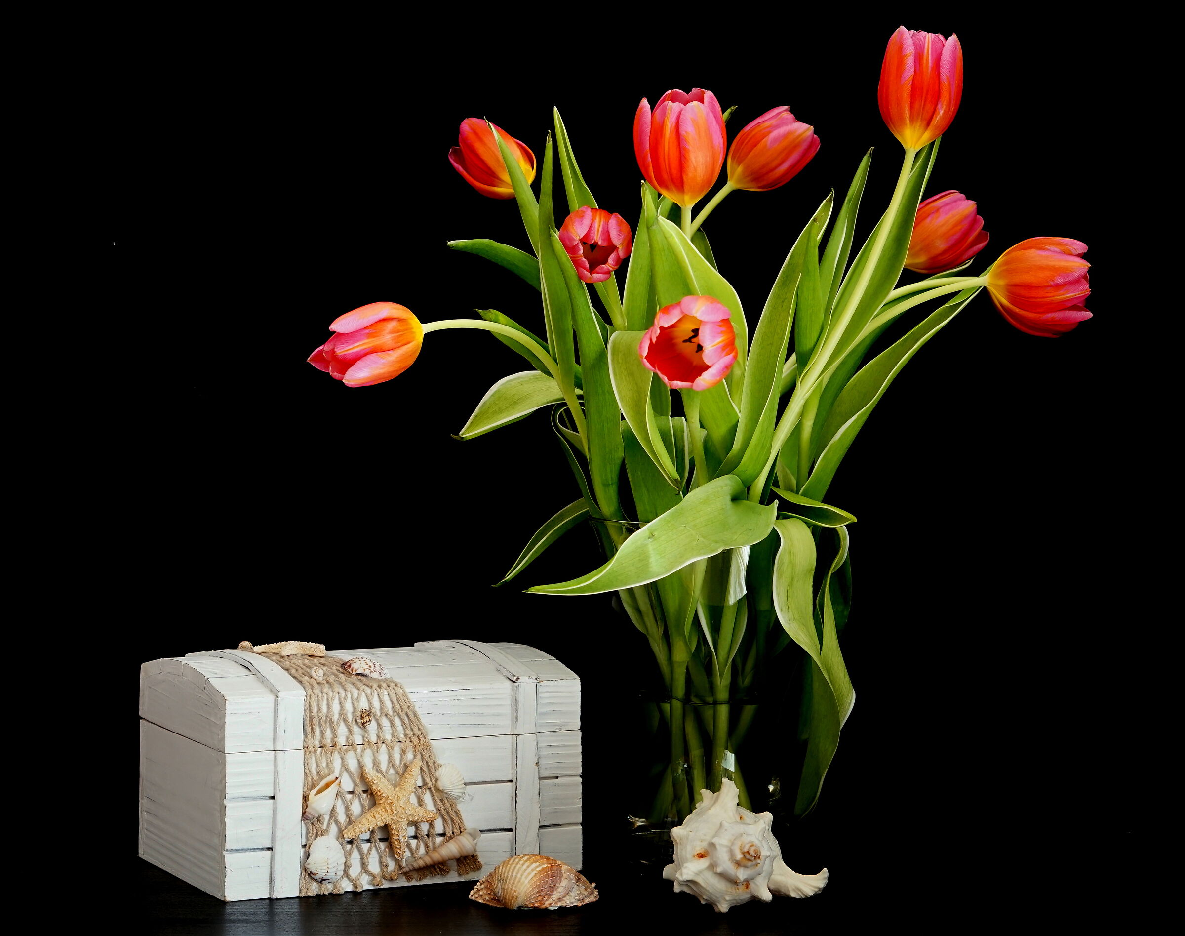 Tulips and shells