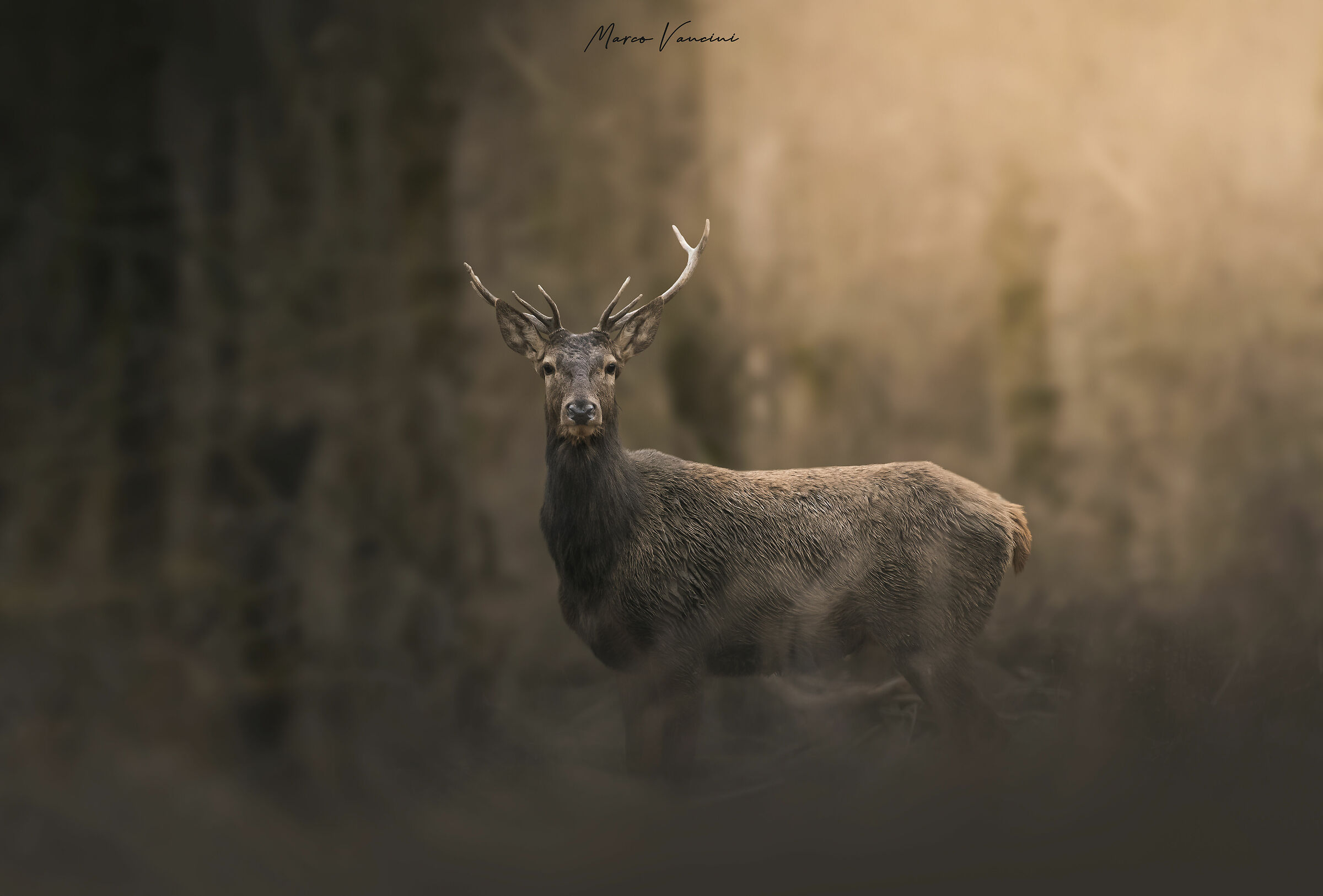 In the kingdom of deer