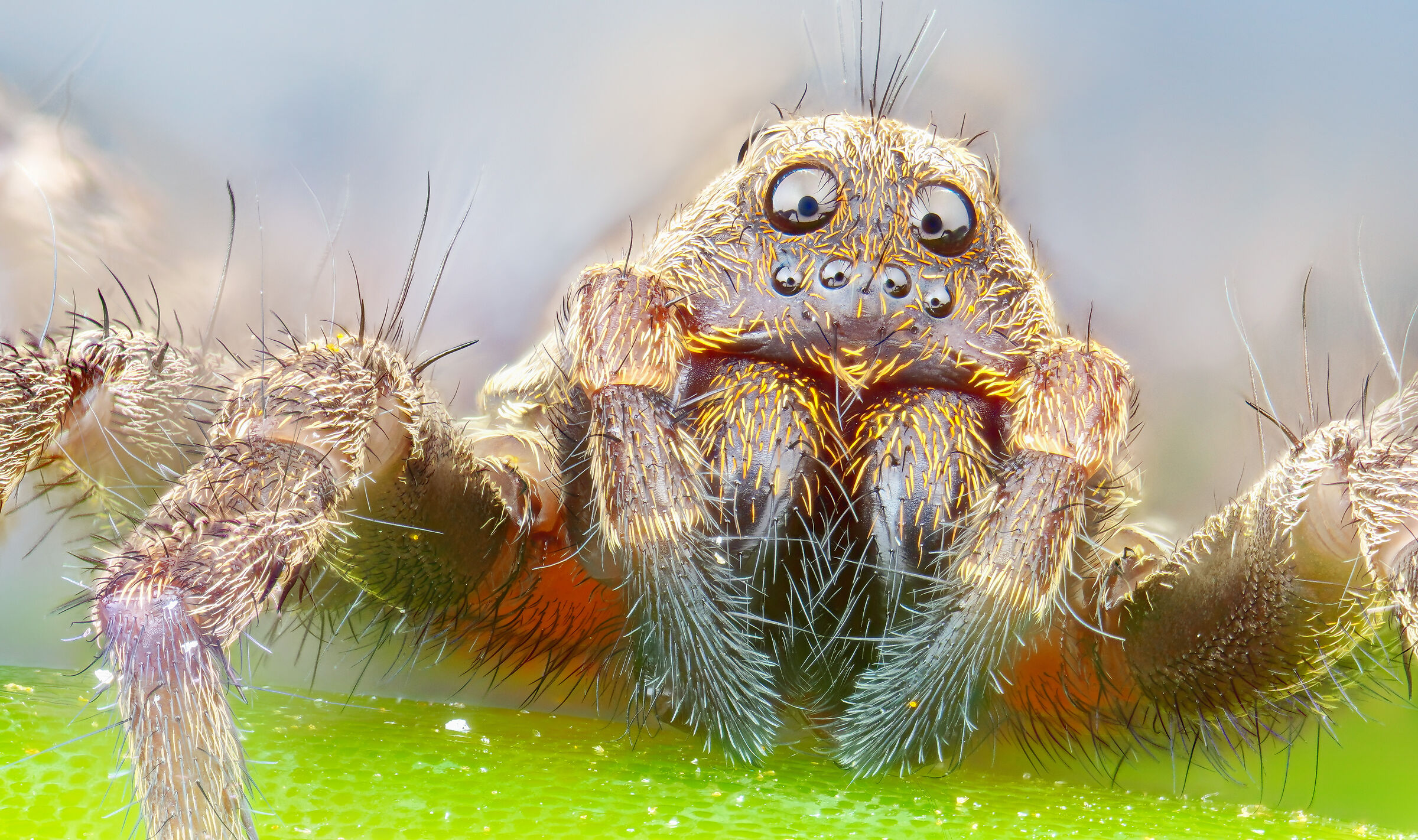 4.5x Spider Portrait