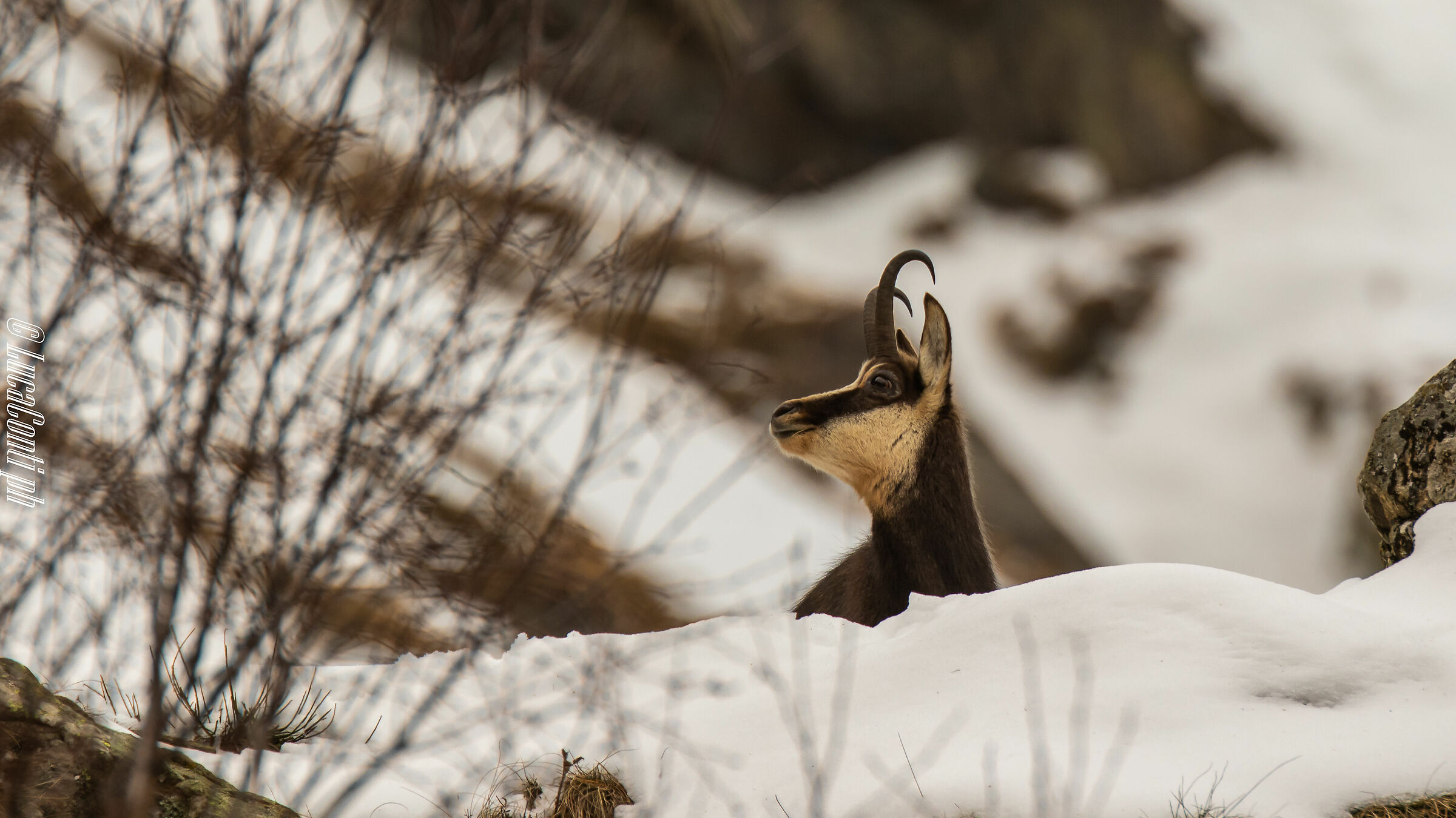 Alpine chamois (Rupicapra Rupicapra)