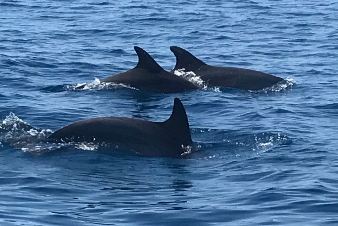 dolphins 5Terre