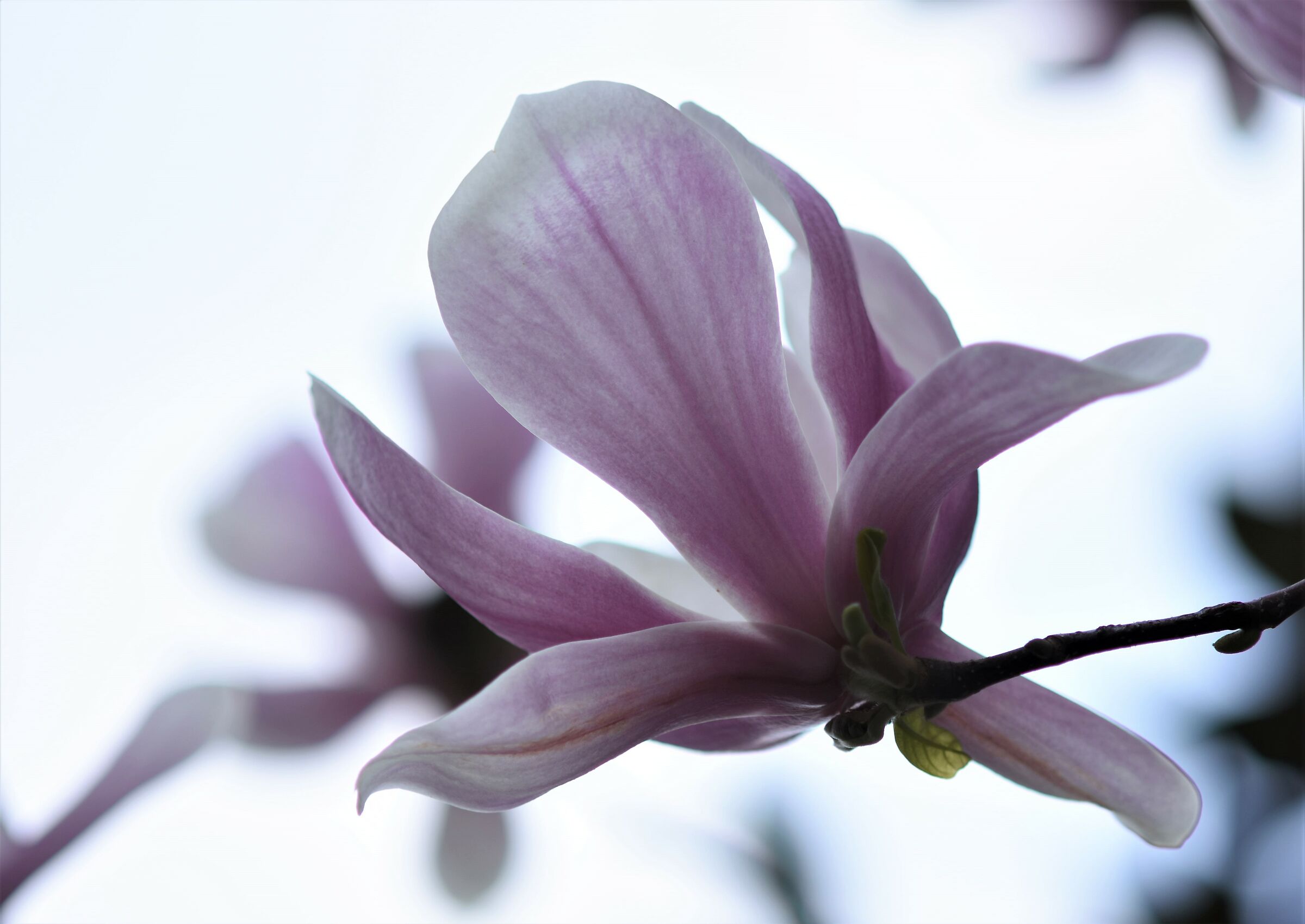 a flower, life is there... Dreaming.. freedom