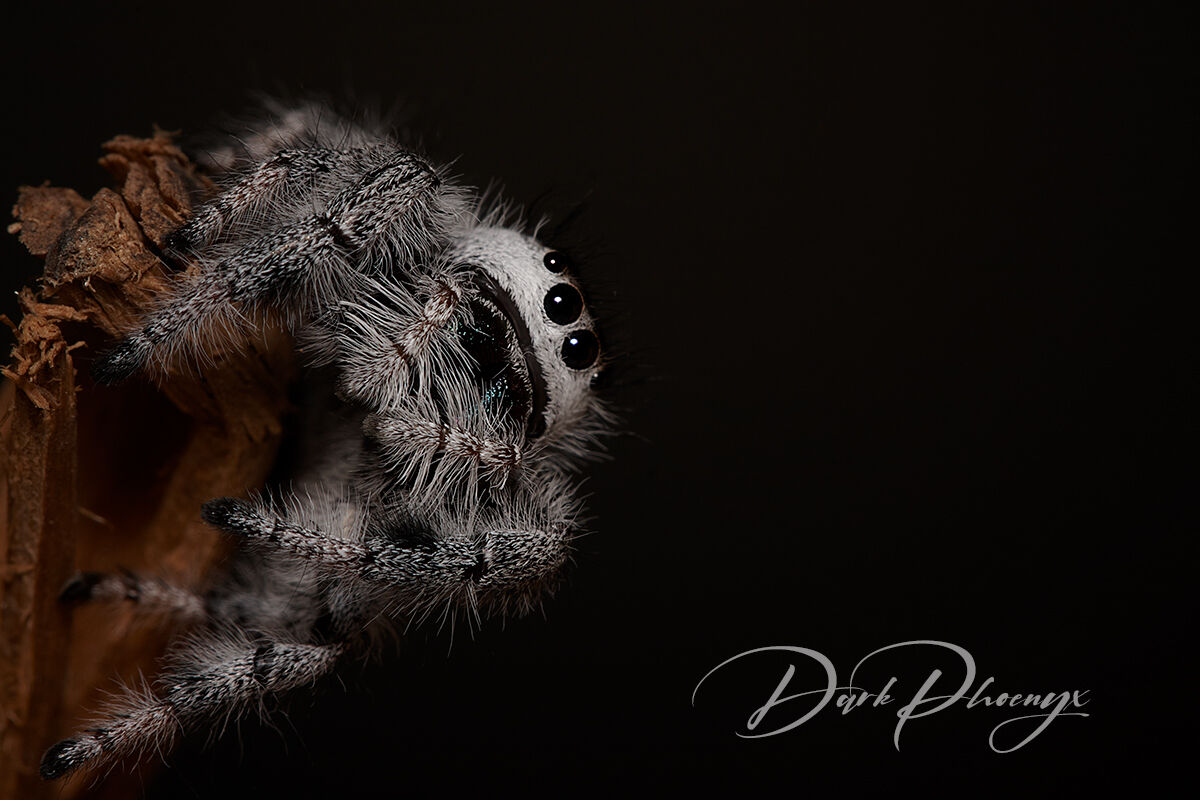 Regius phidippus