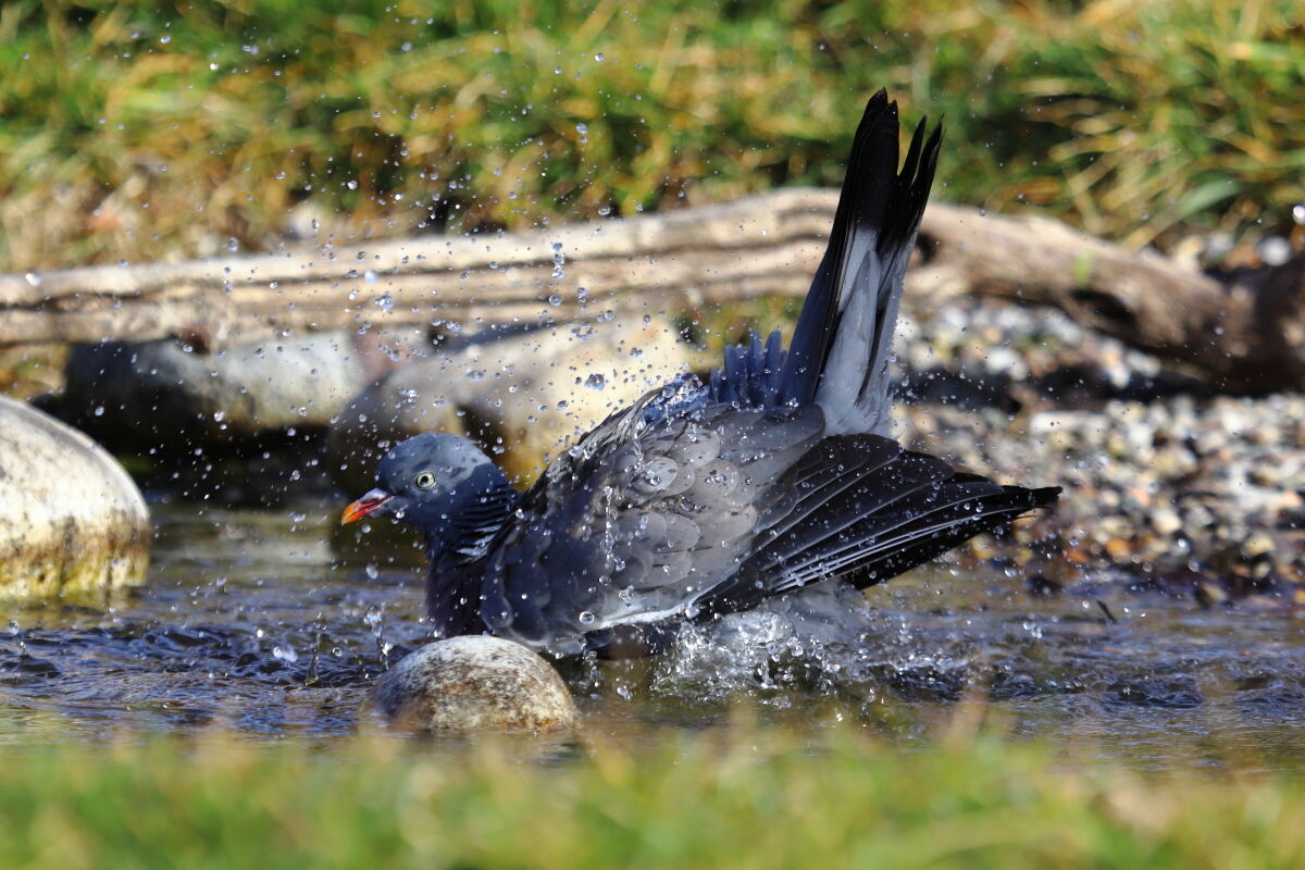 Colombaccio (Columba palumbus)