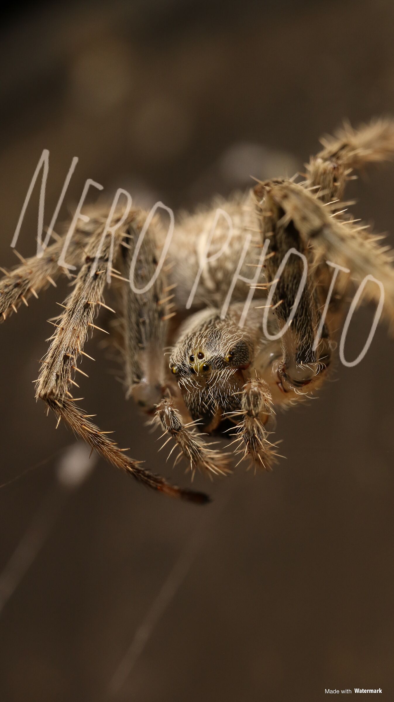 Ragno Crociato