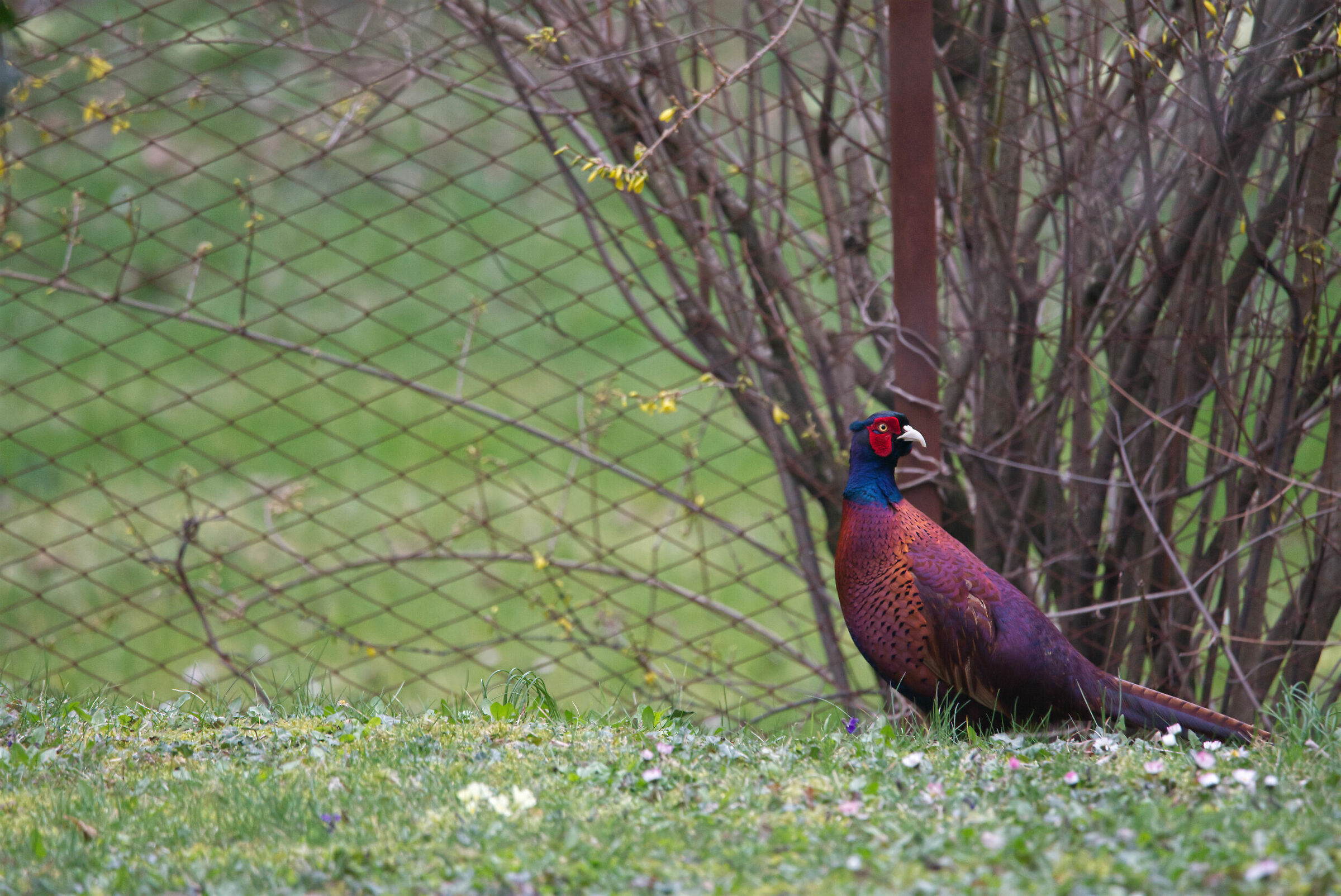 Surprise in the garden!