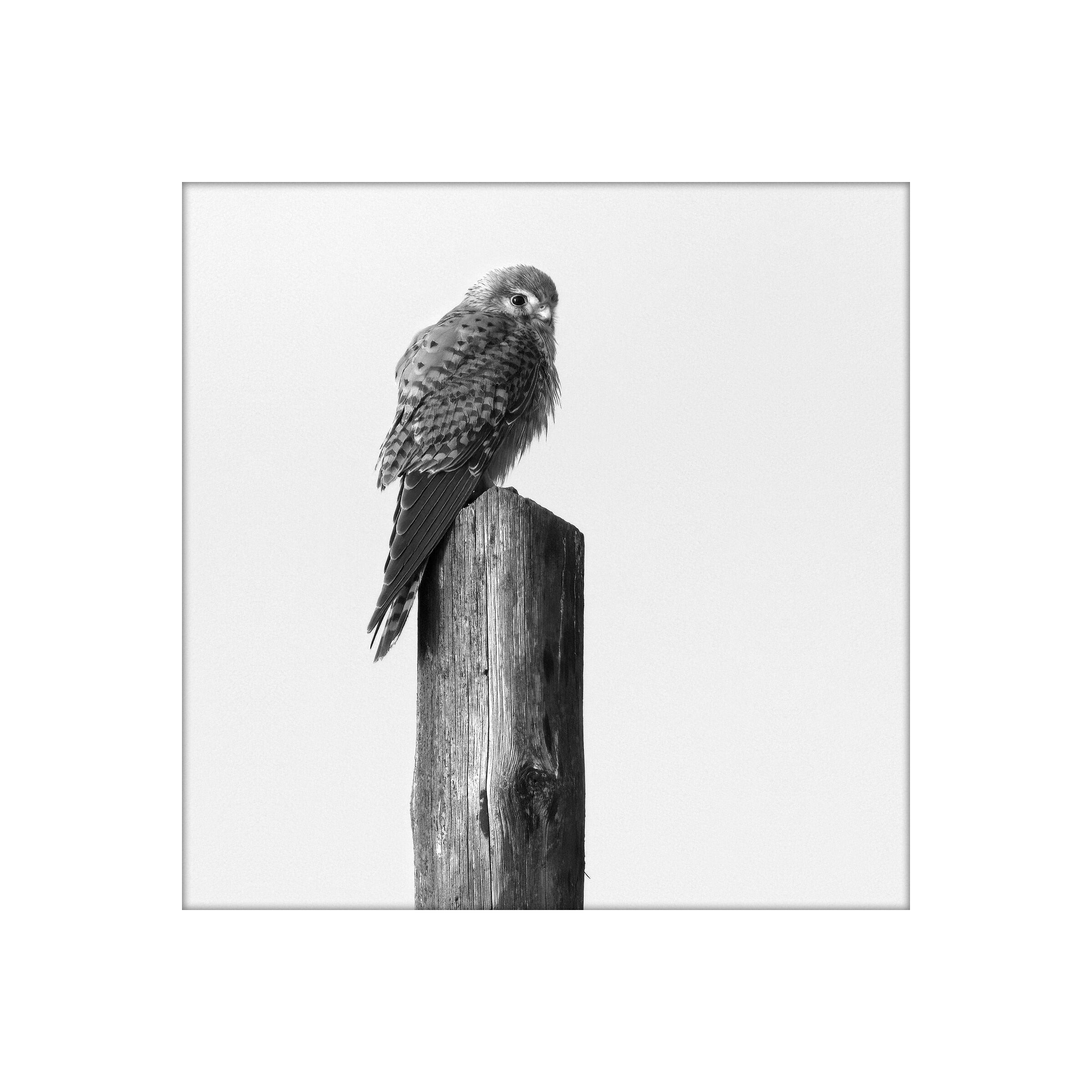 gheppio all'alba (con denois topaz)