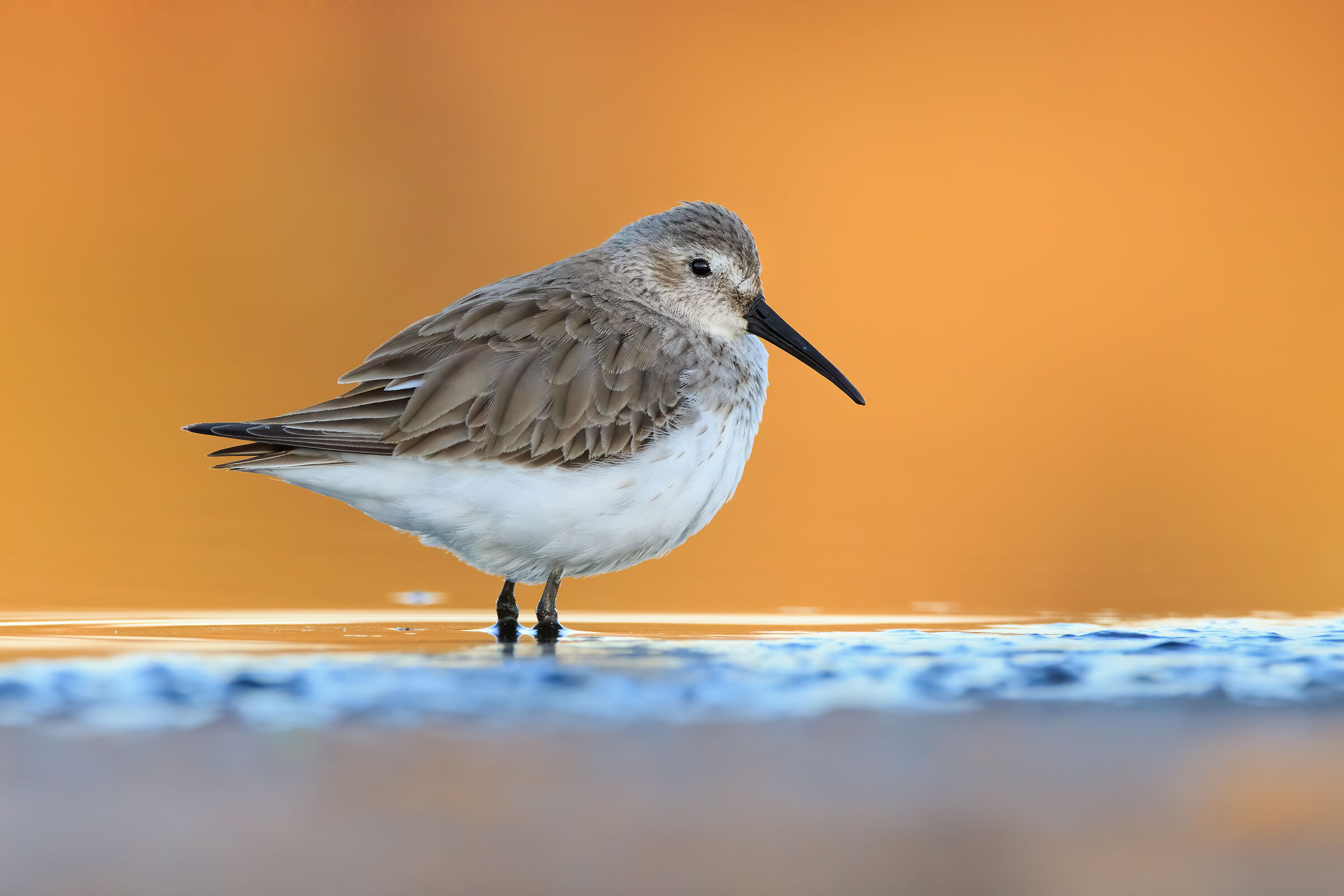 Piovanello pancianera