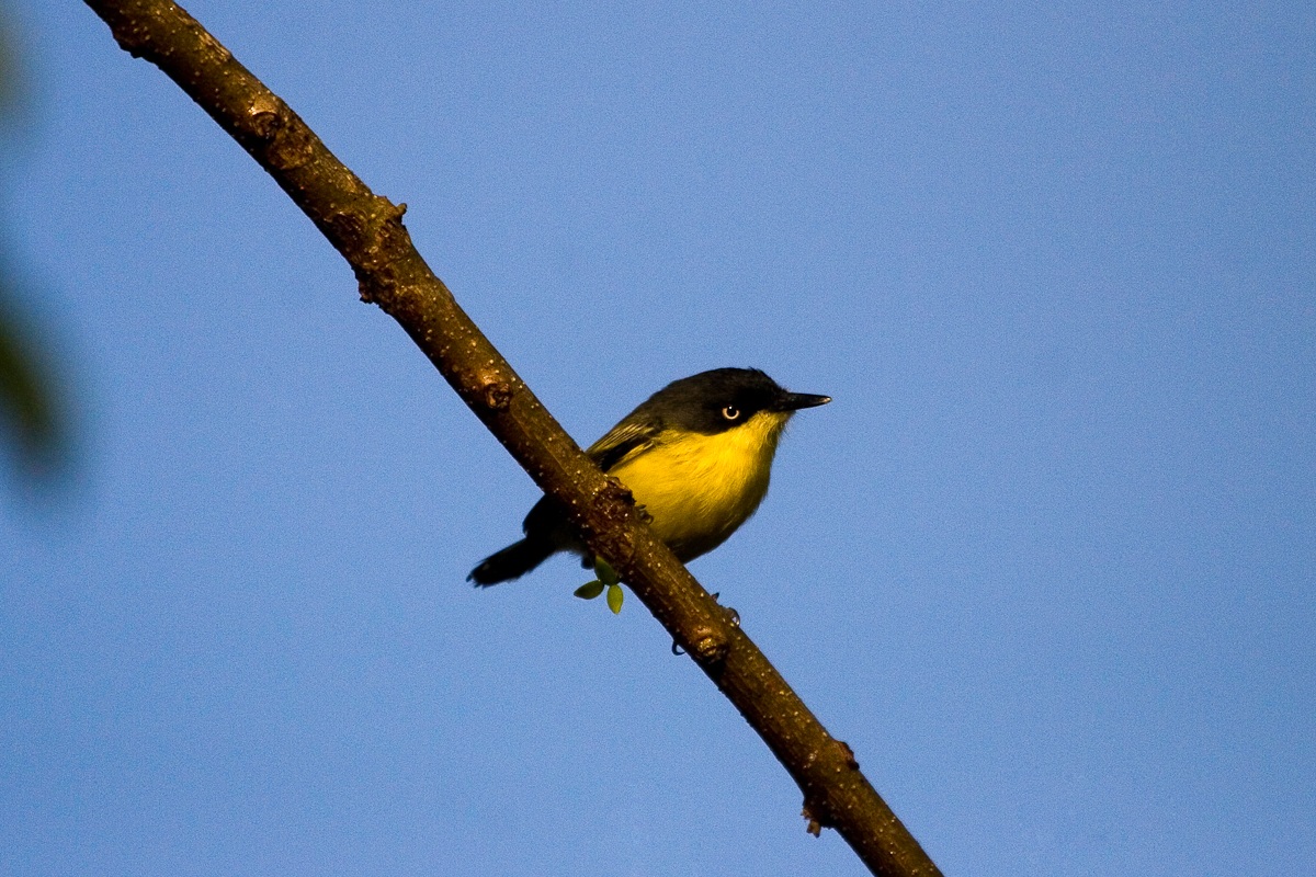 Todirostrum cinereum