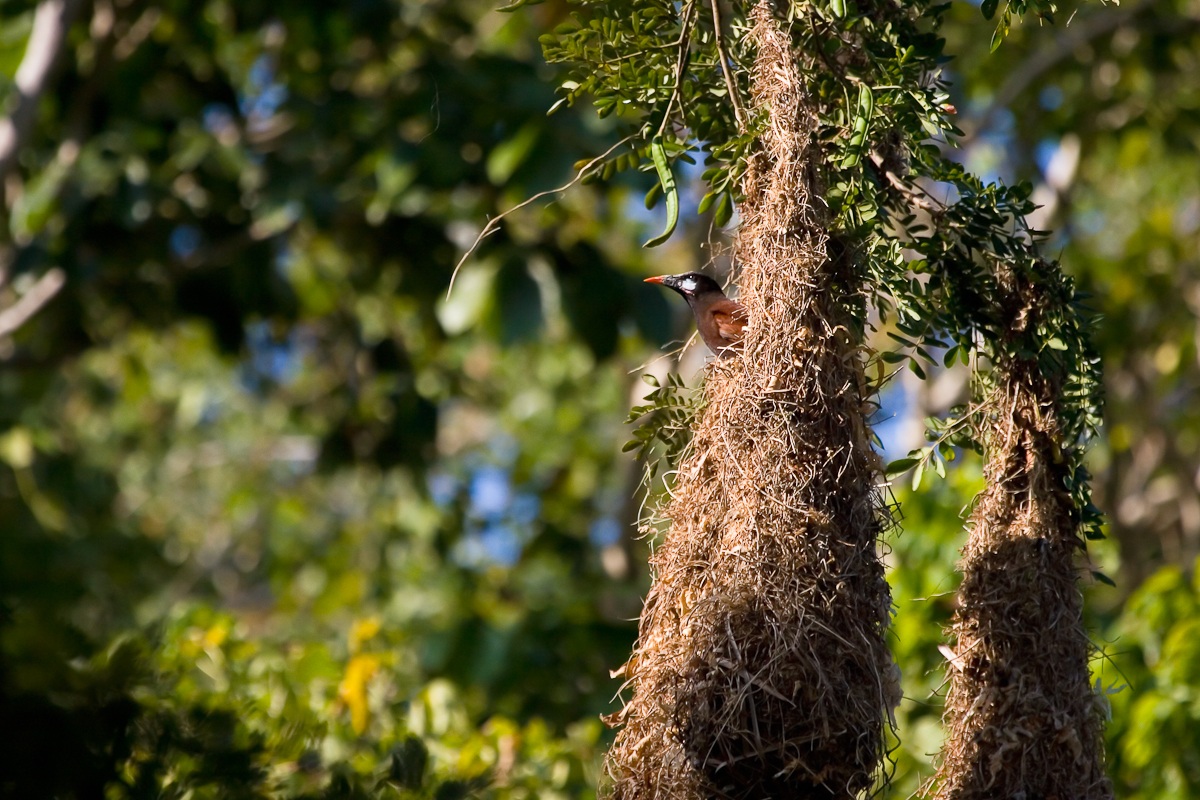 Oropendola di Montezuma