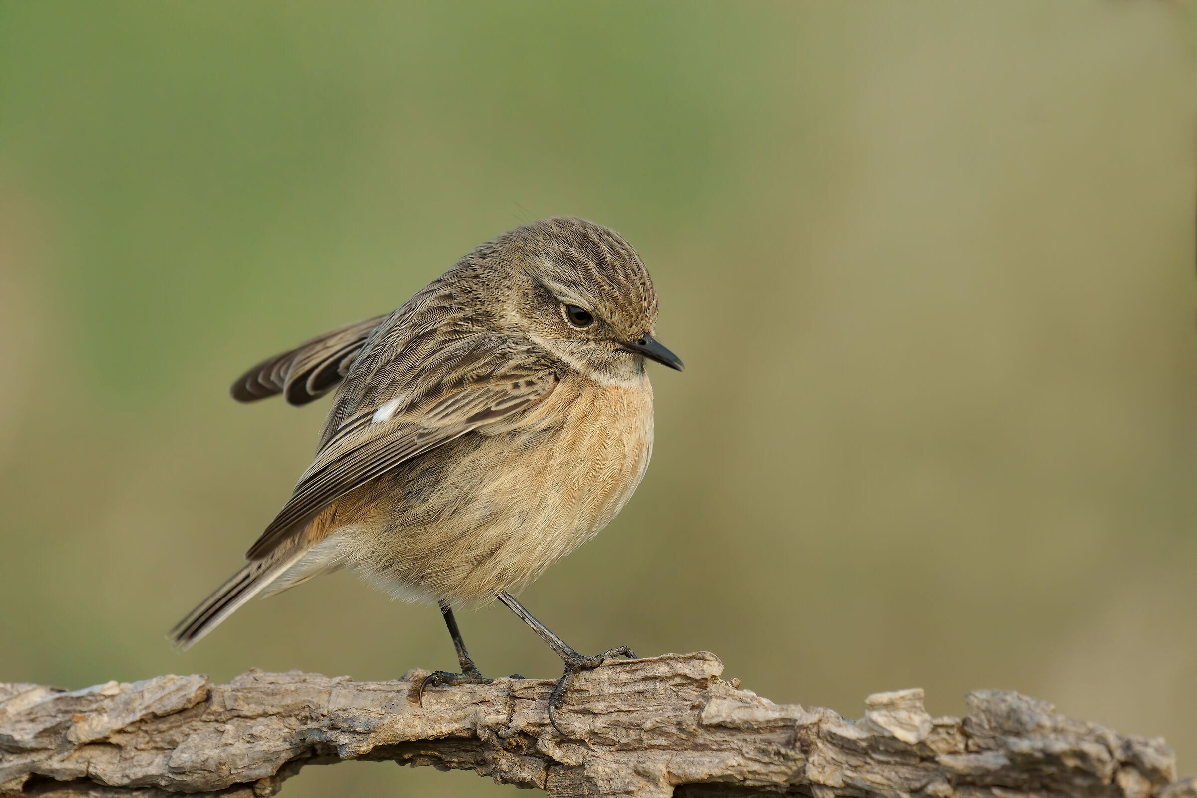 Jumpimpalo (Saxixola rubicola)