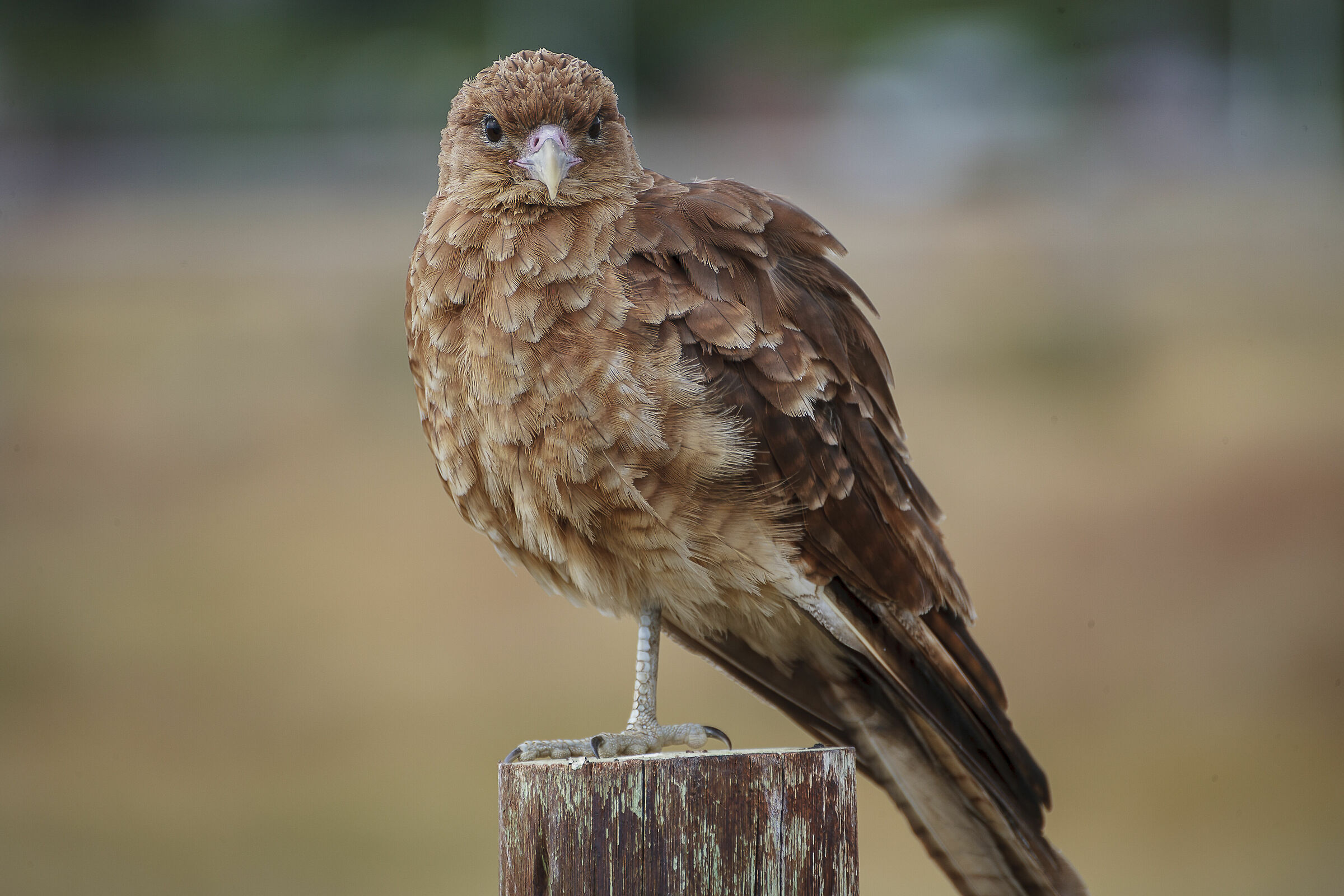 Falco della Patagonia(Milvago chimango)