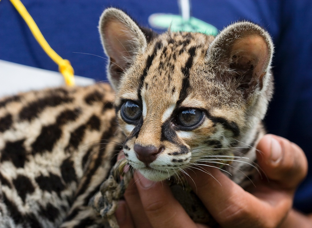 Cucciolo di Ocelot