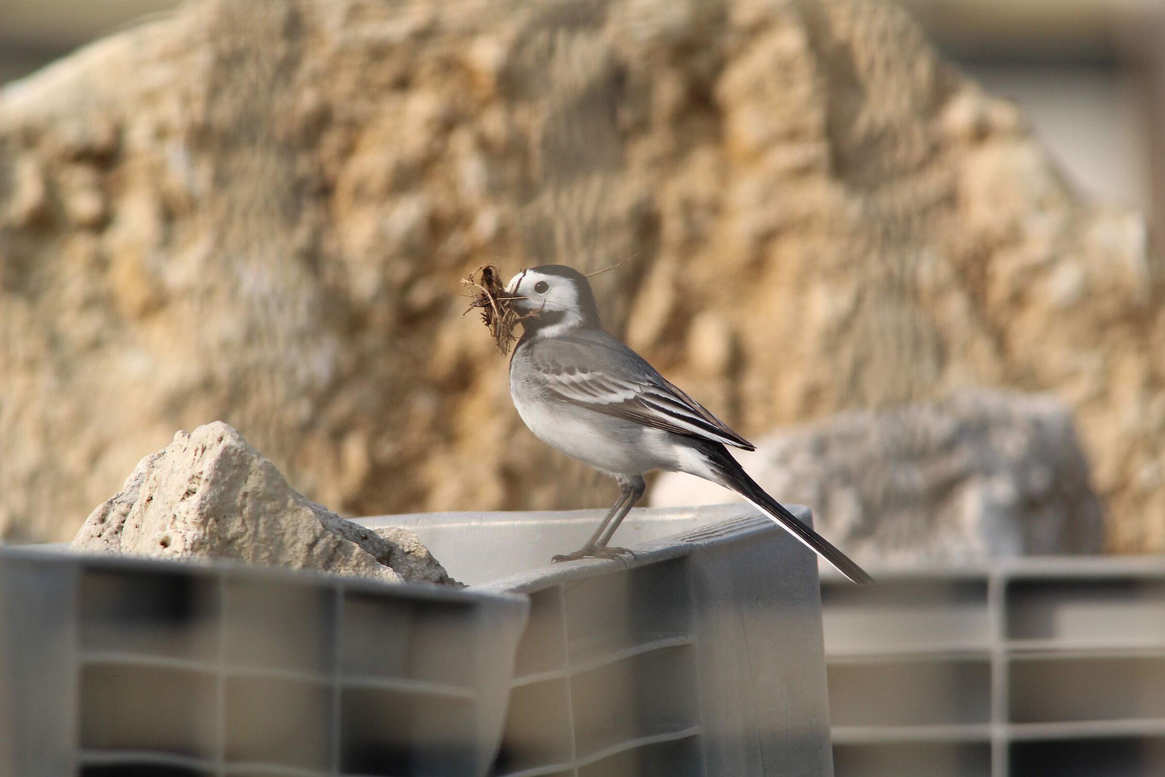 White Dancer - Motacilla Albalugens