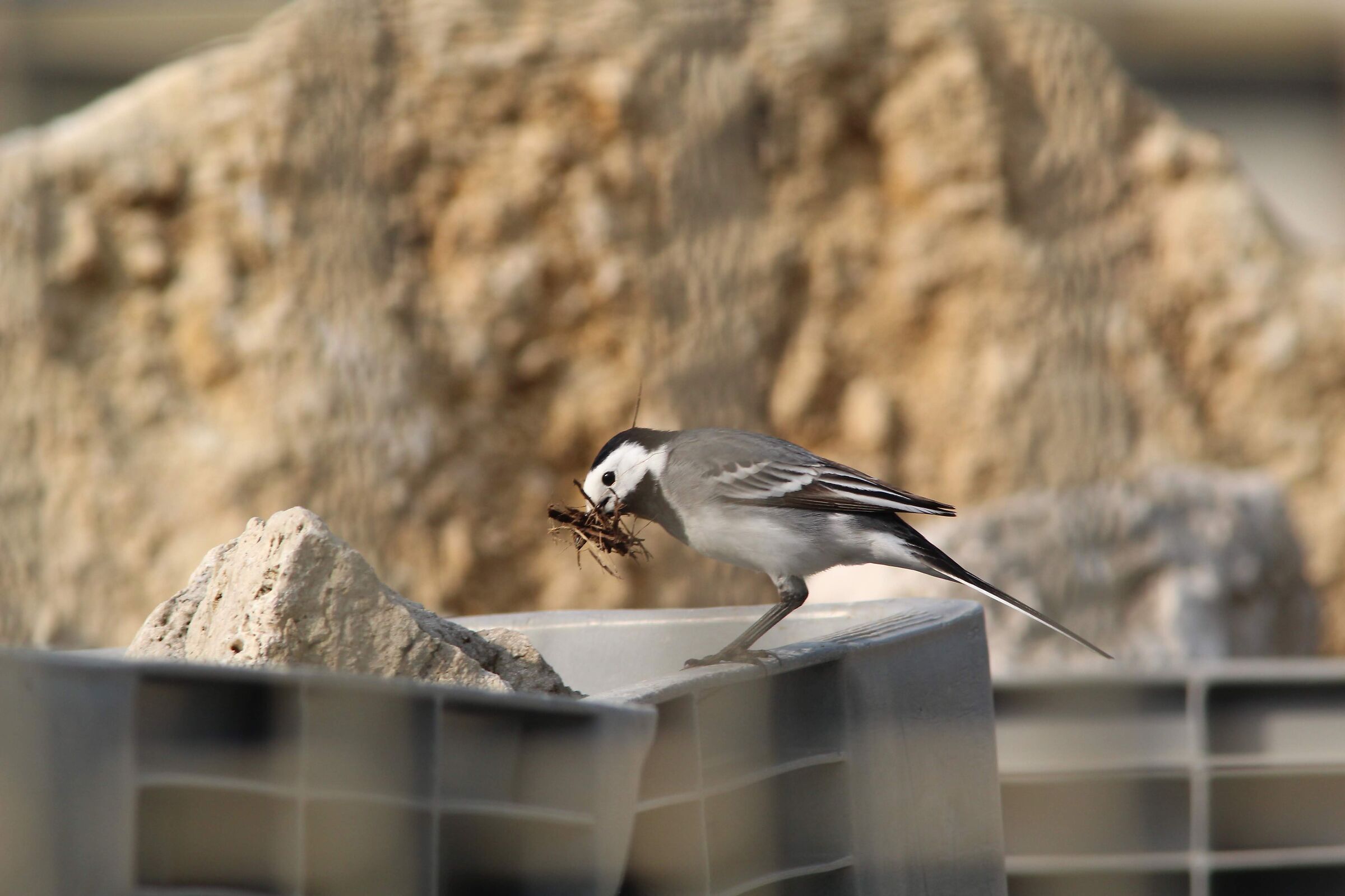 White Dancer - Motacilla Albalugens