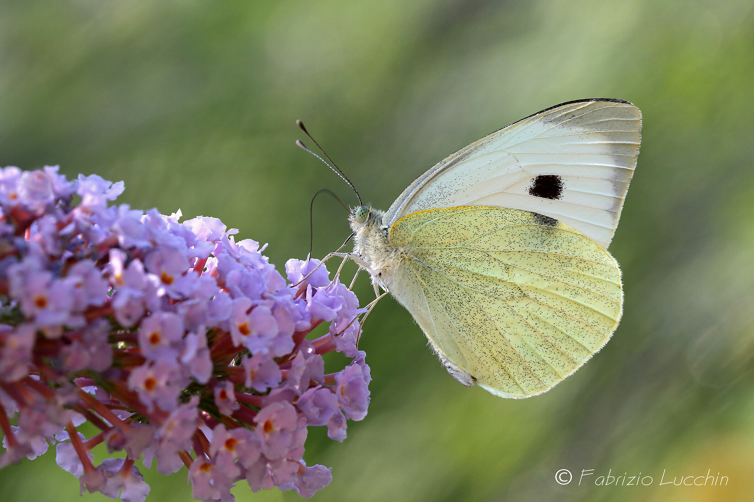 Pieris brassicae