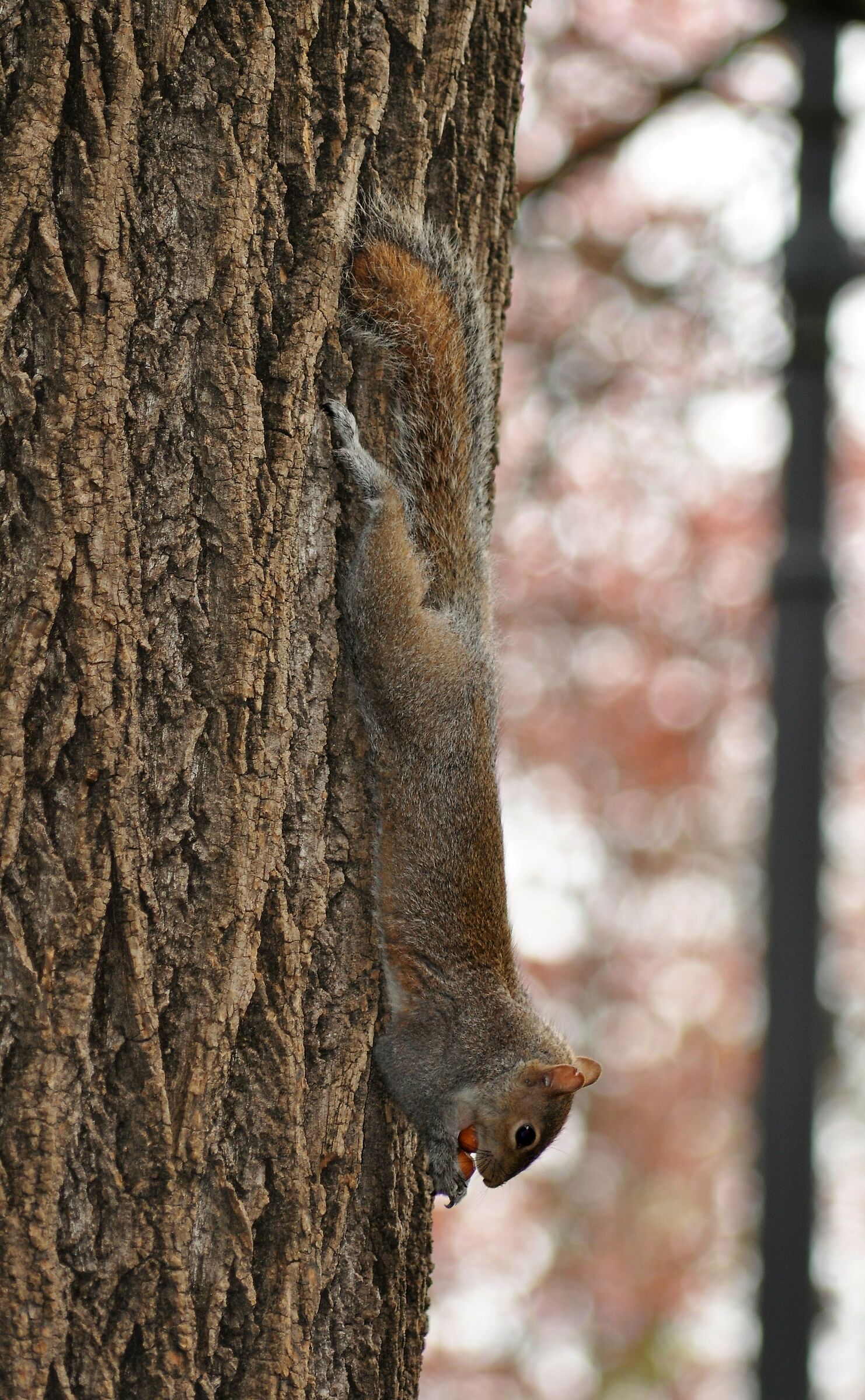 ...incontri nel verde di città...