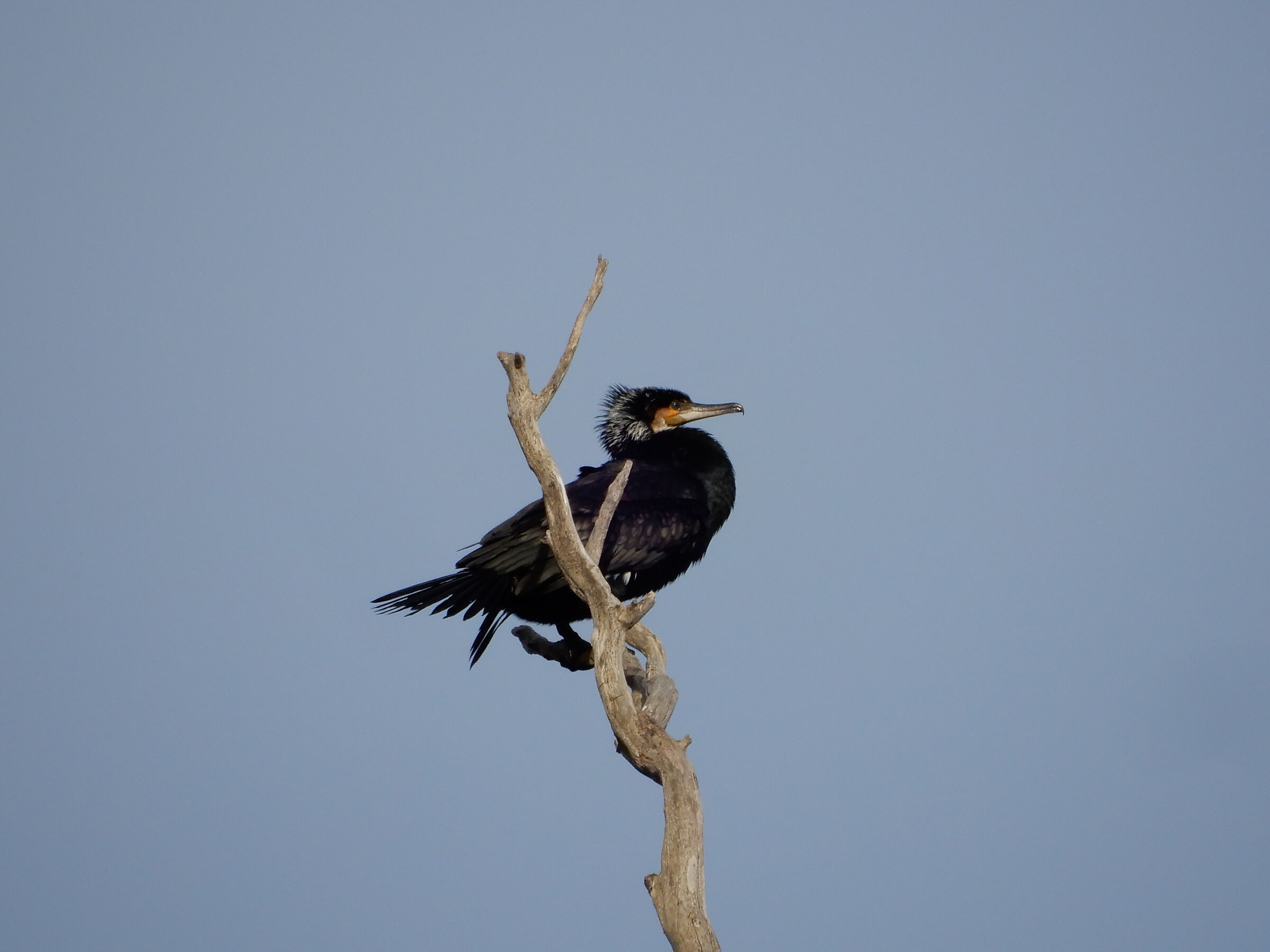 Cormorant