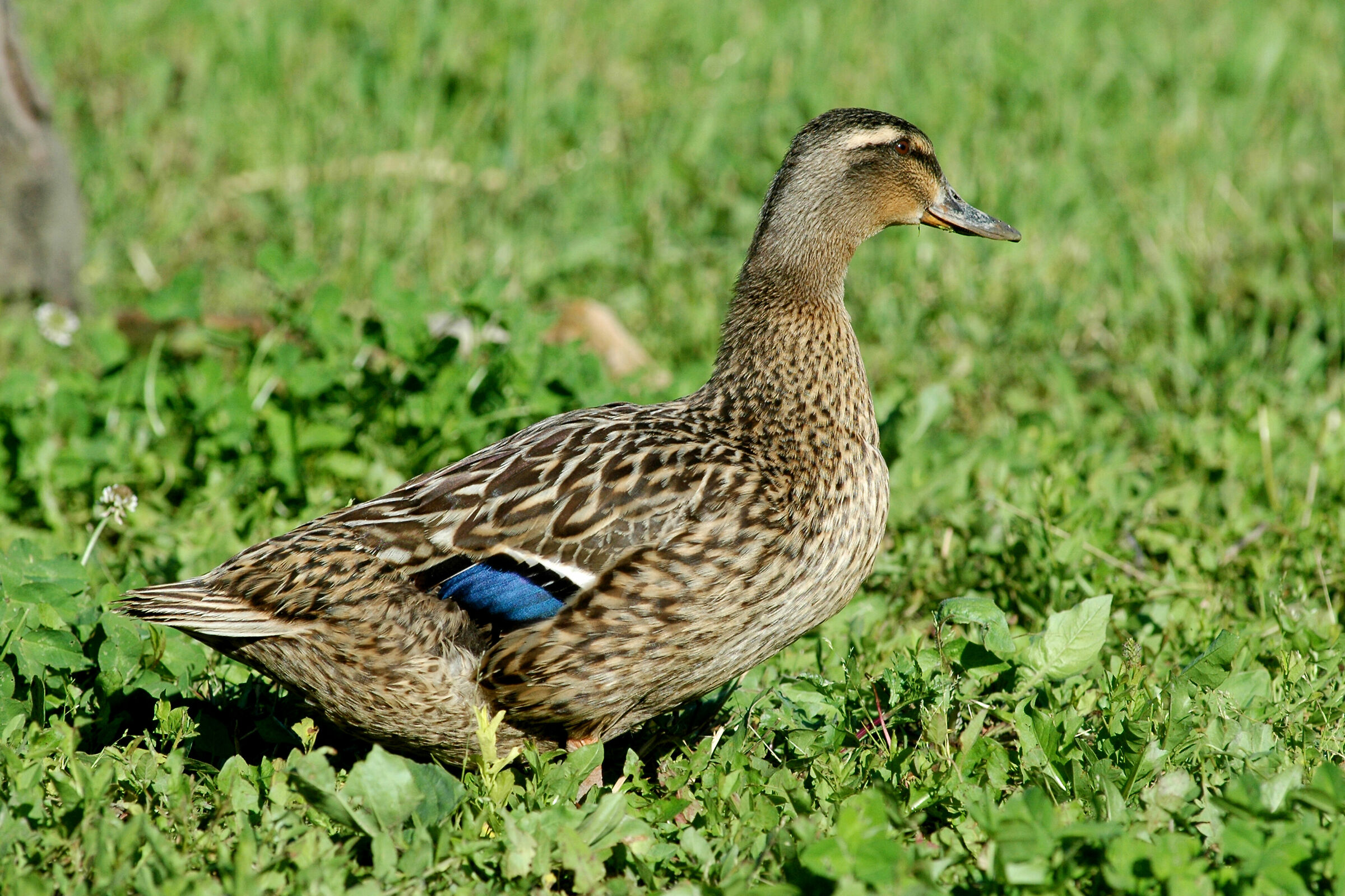 wild duck