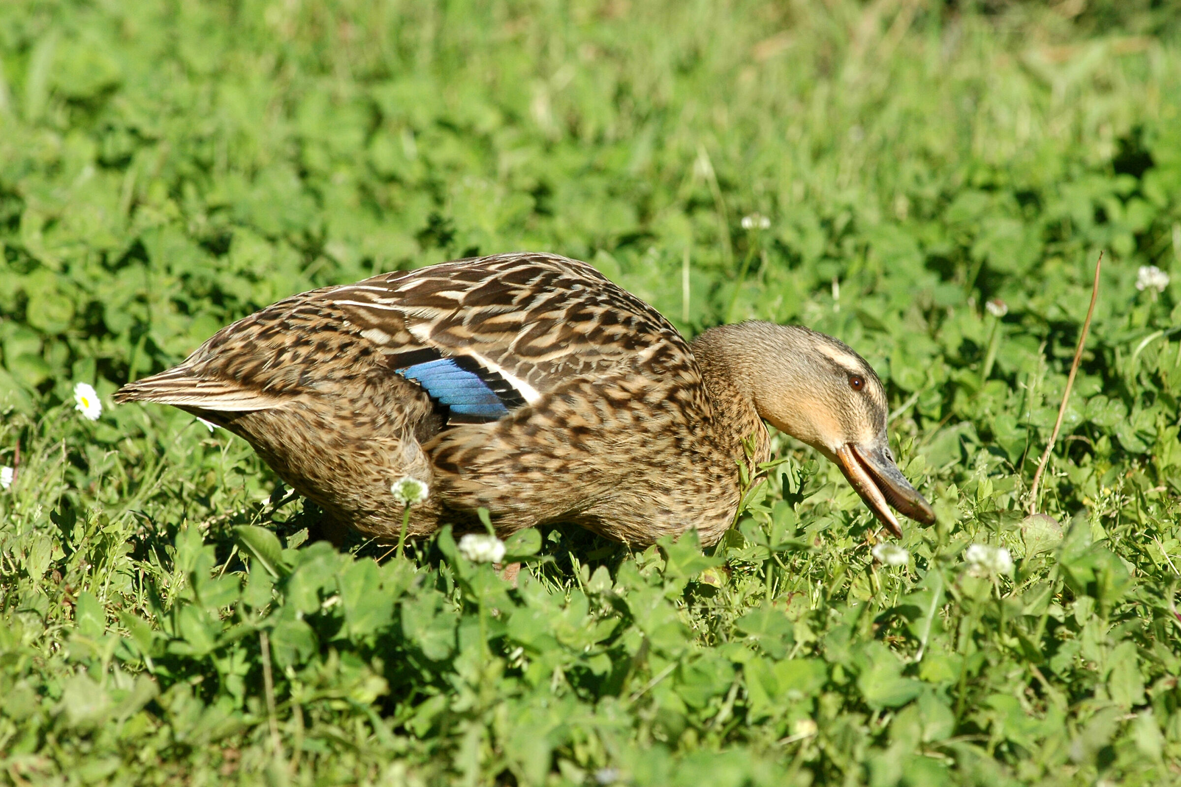 wild duck
