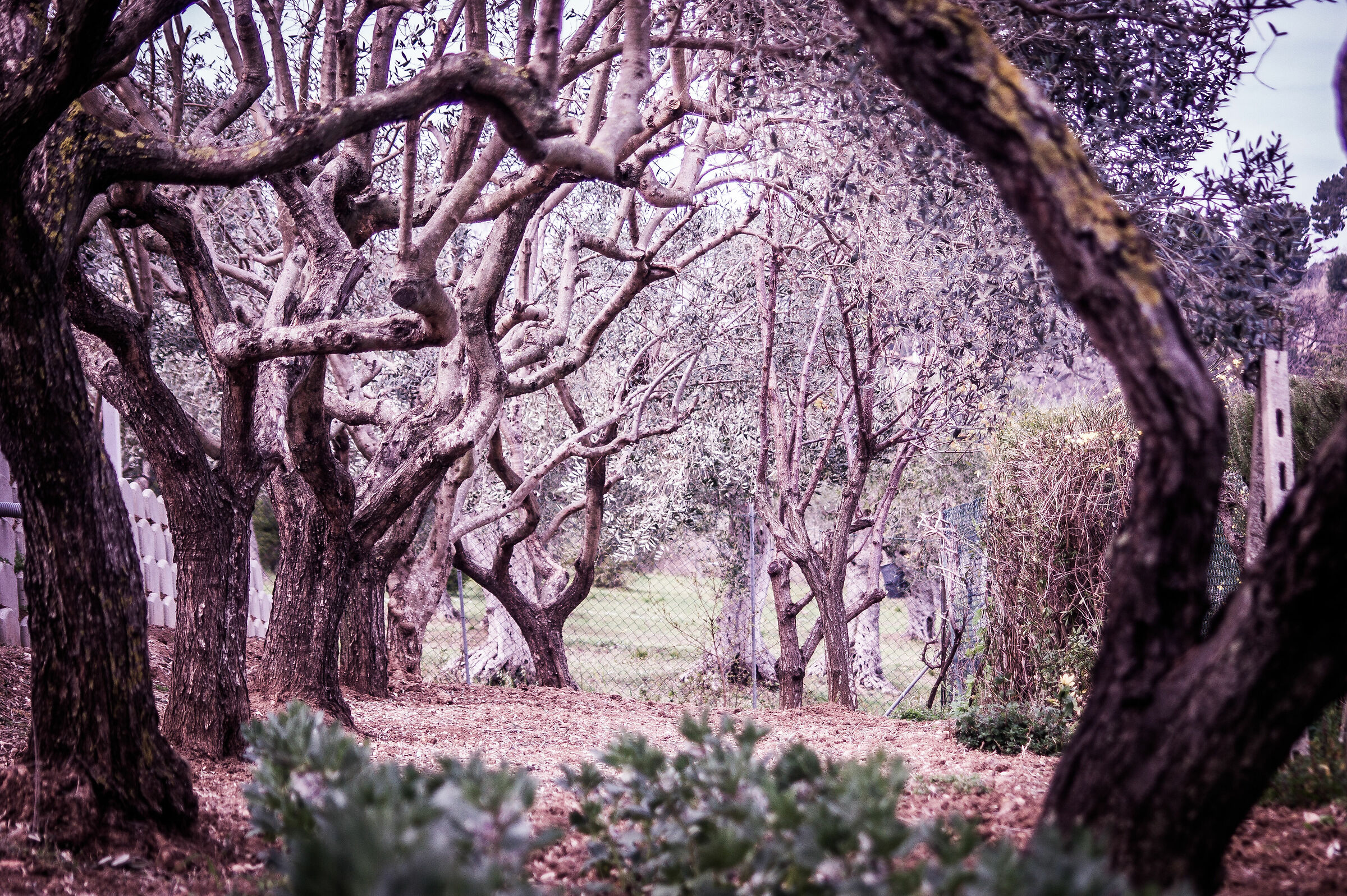 art nature