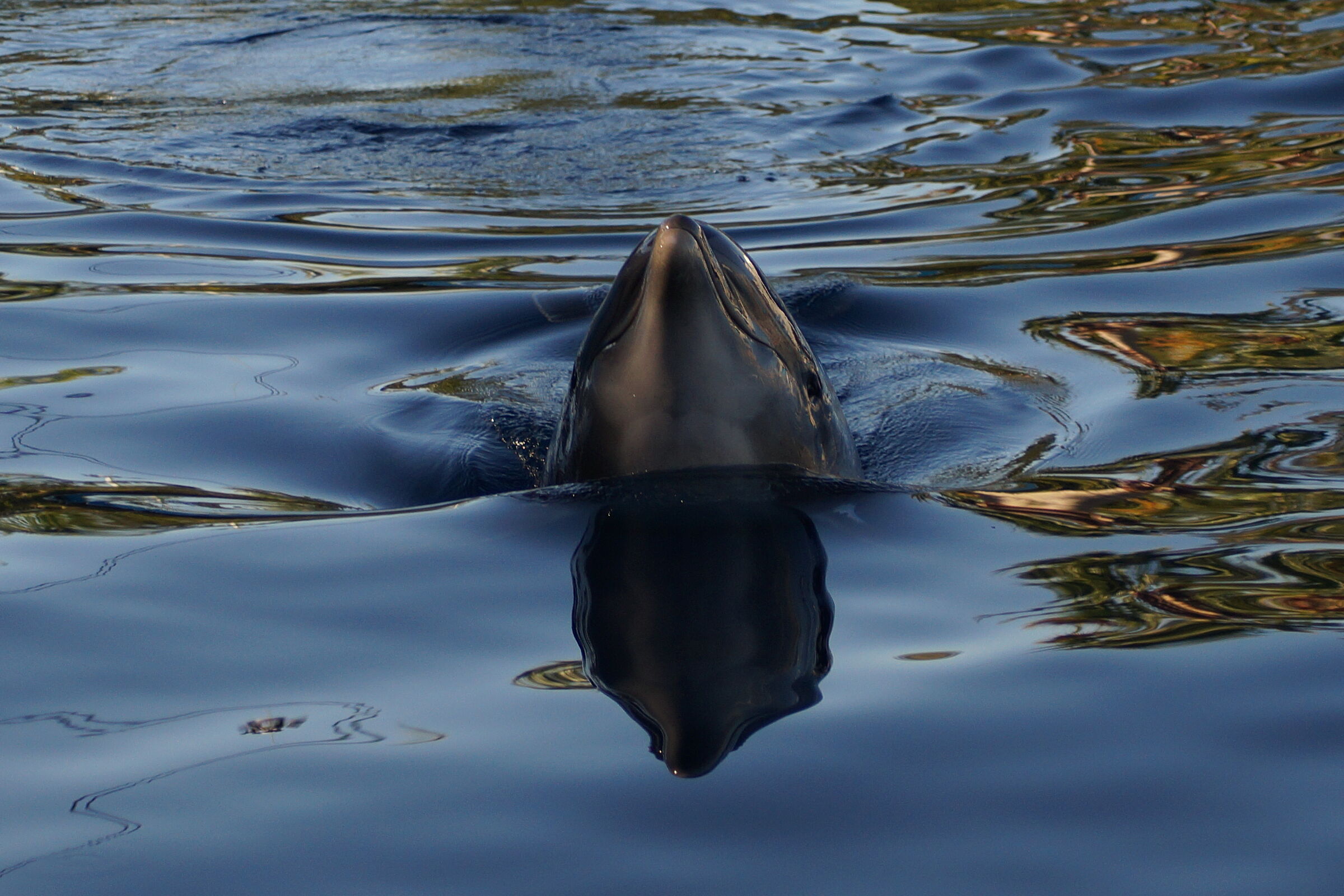 I'm beautiful and I mirror