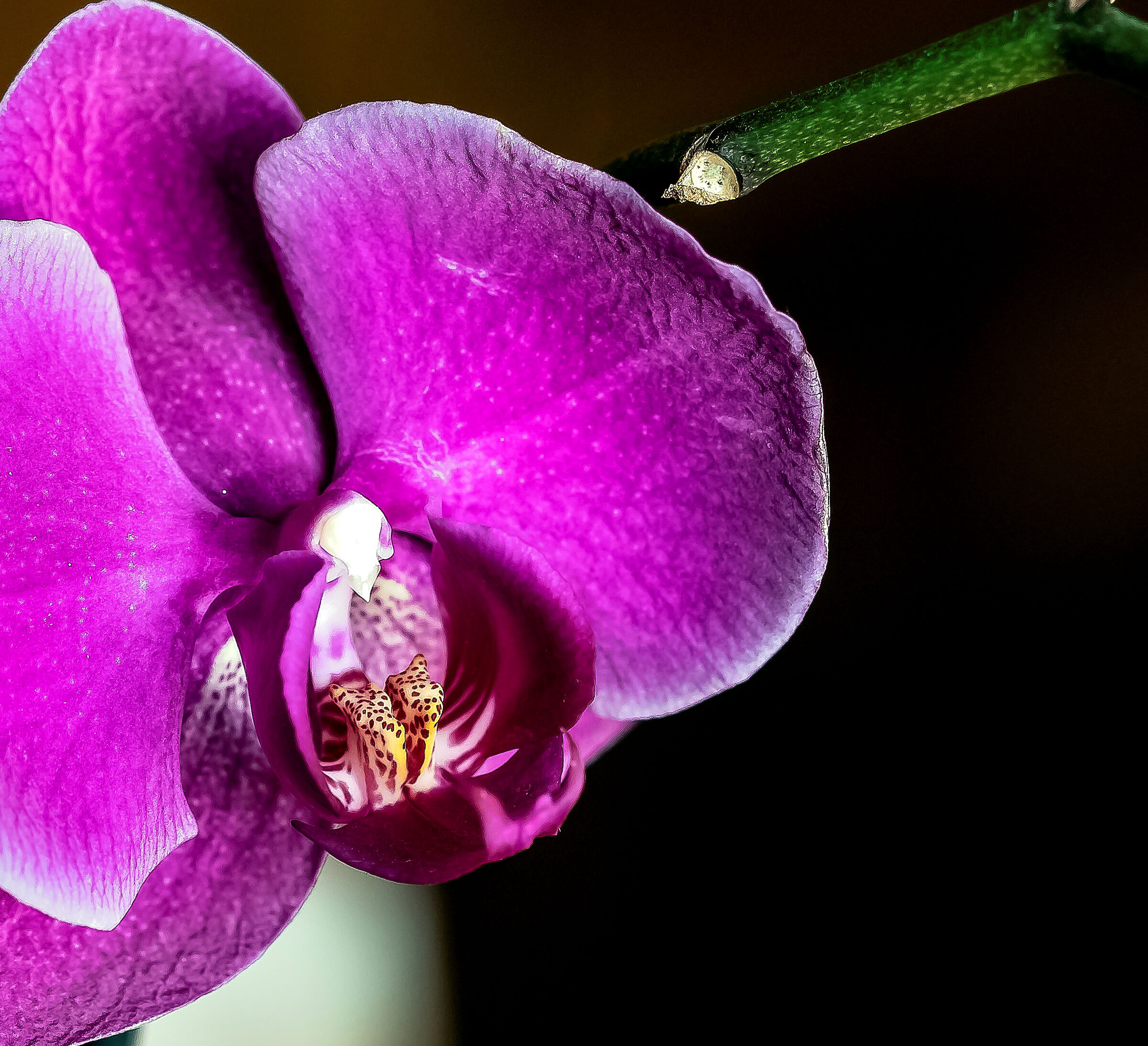 Orchid