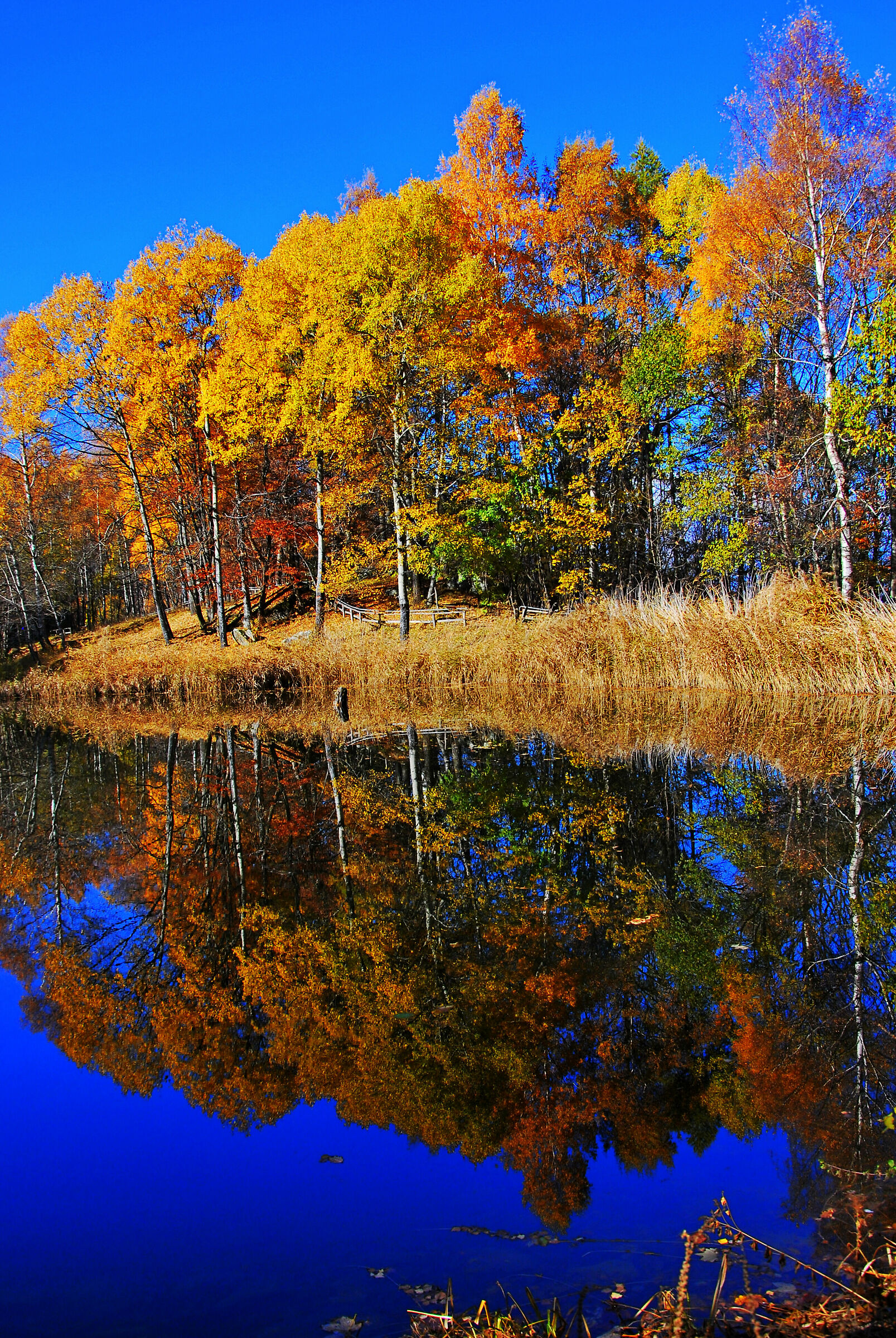 autumn reflections