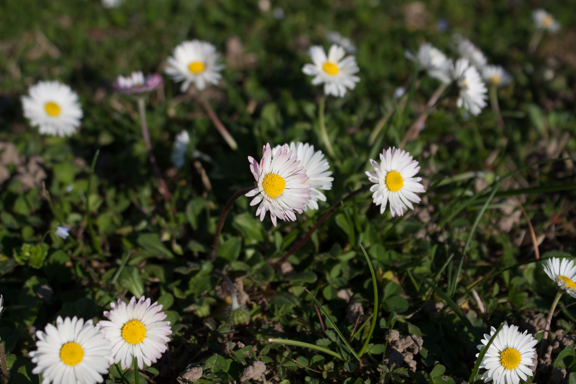 Prendiamo un po' di Sole