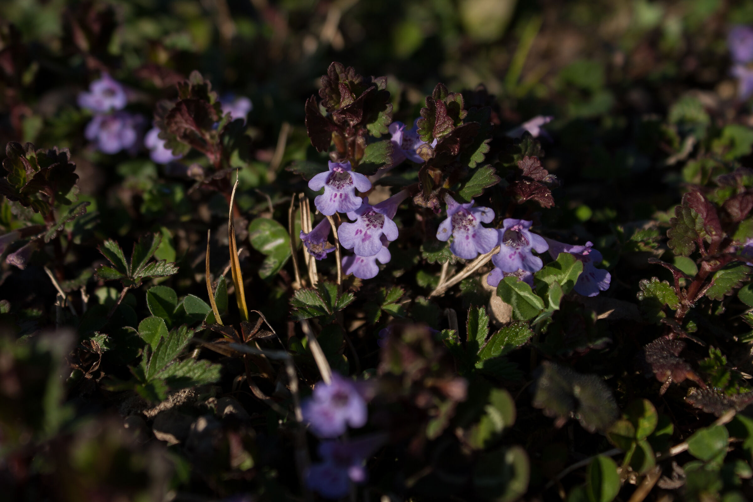 To the rediscovery of the Garden