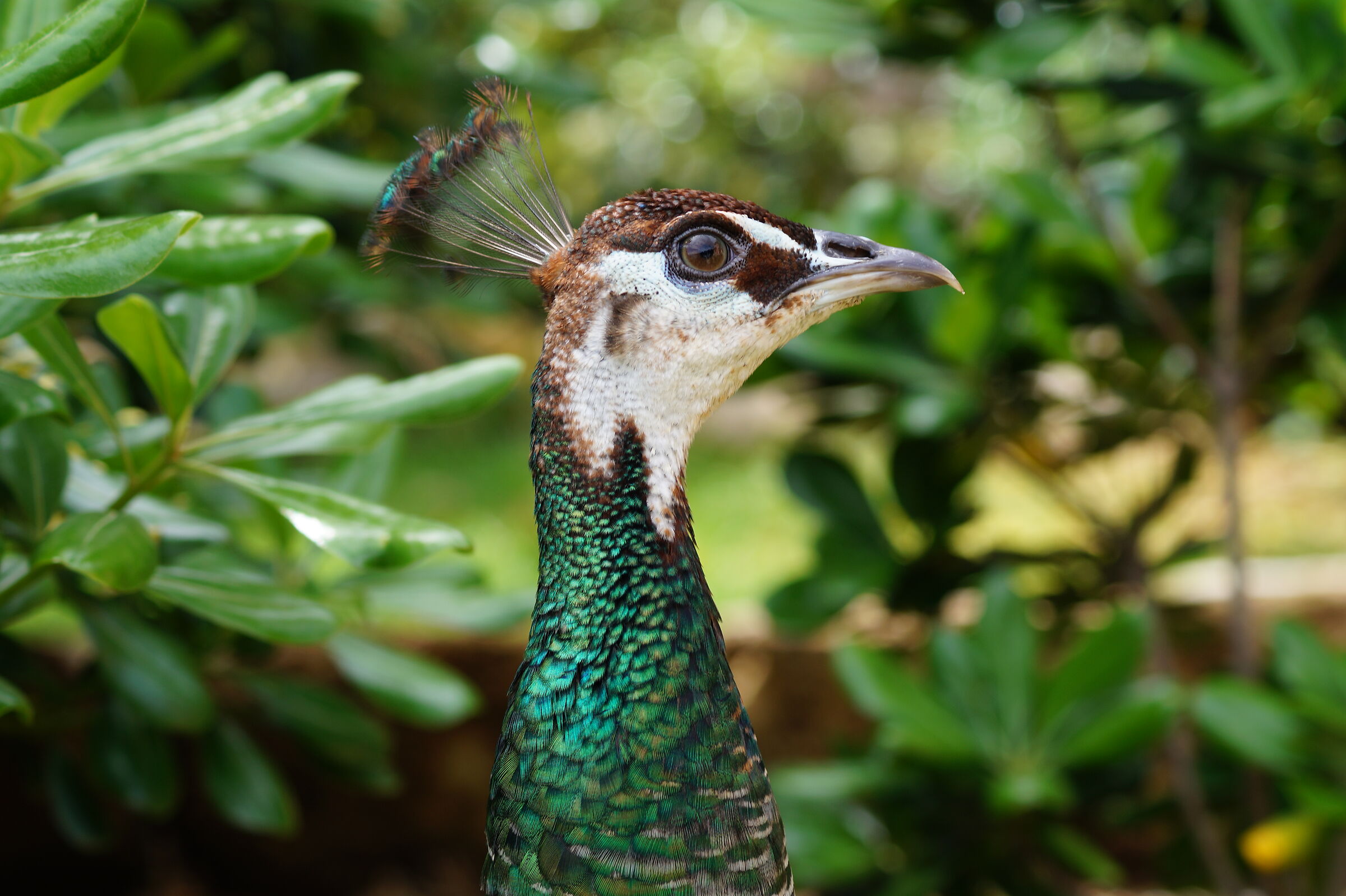 Shoot that I'm strutting