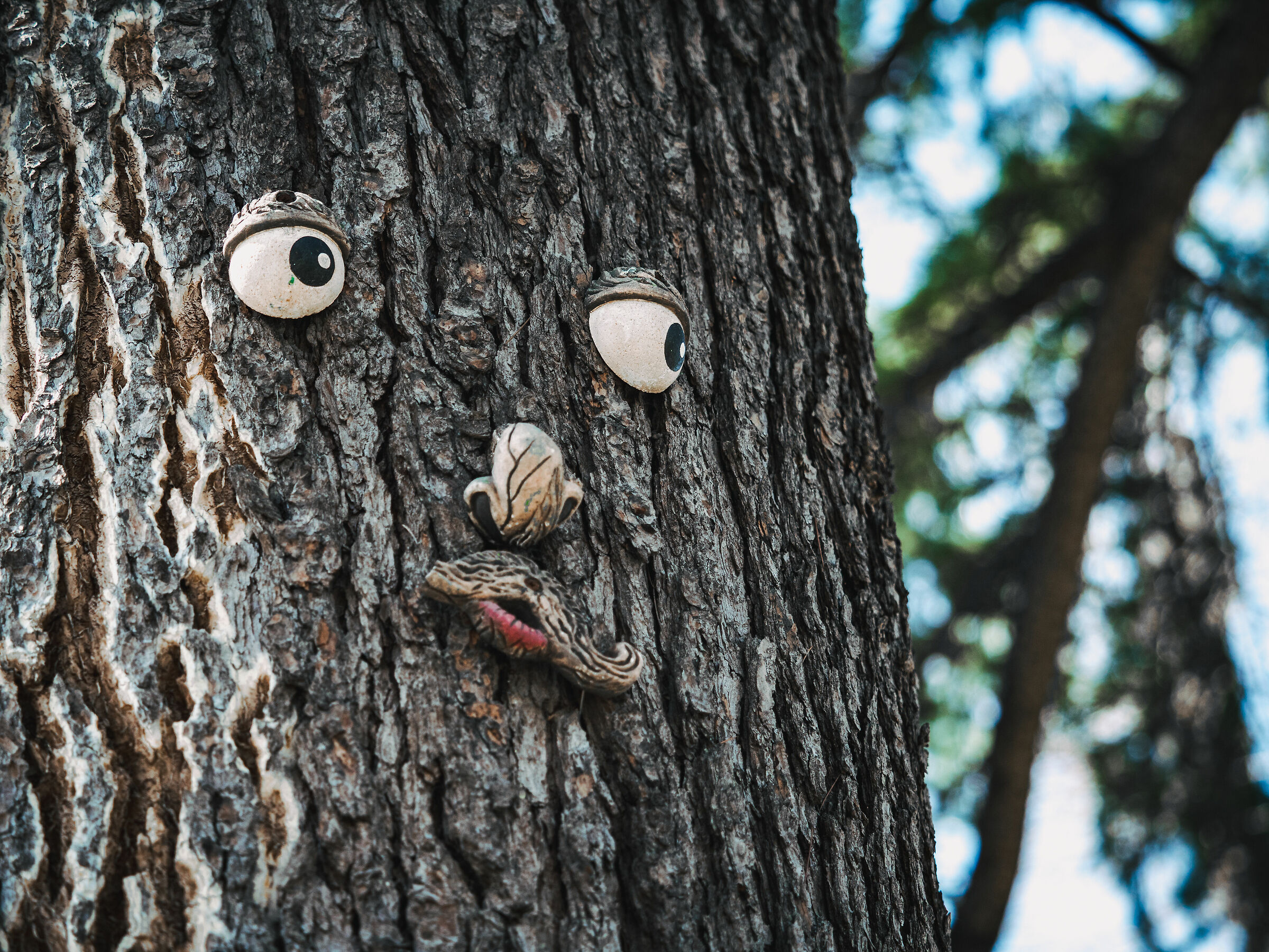 Gli alberi ci osservano