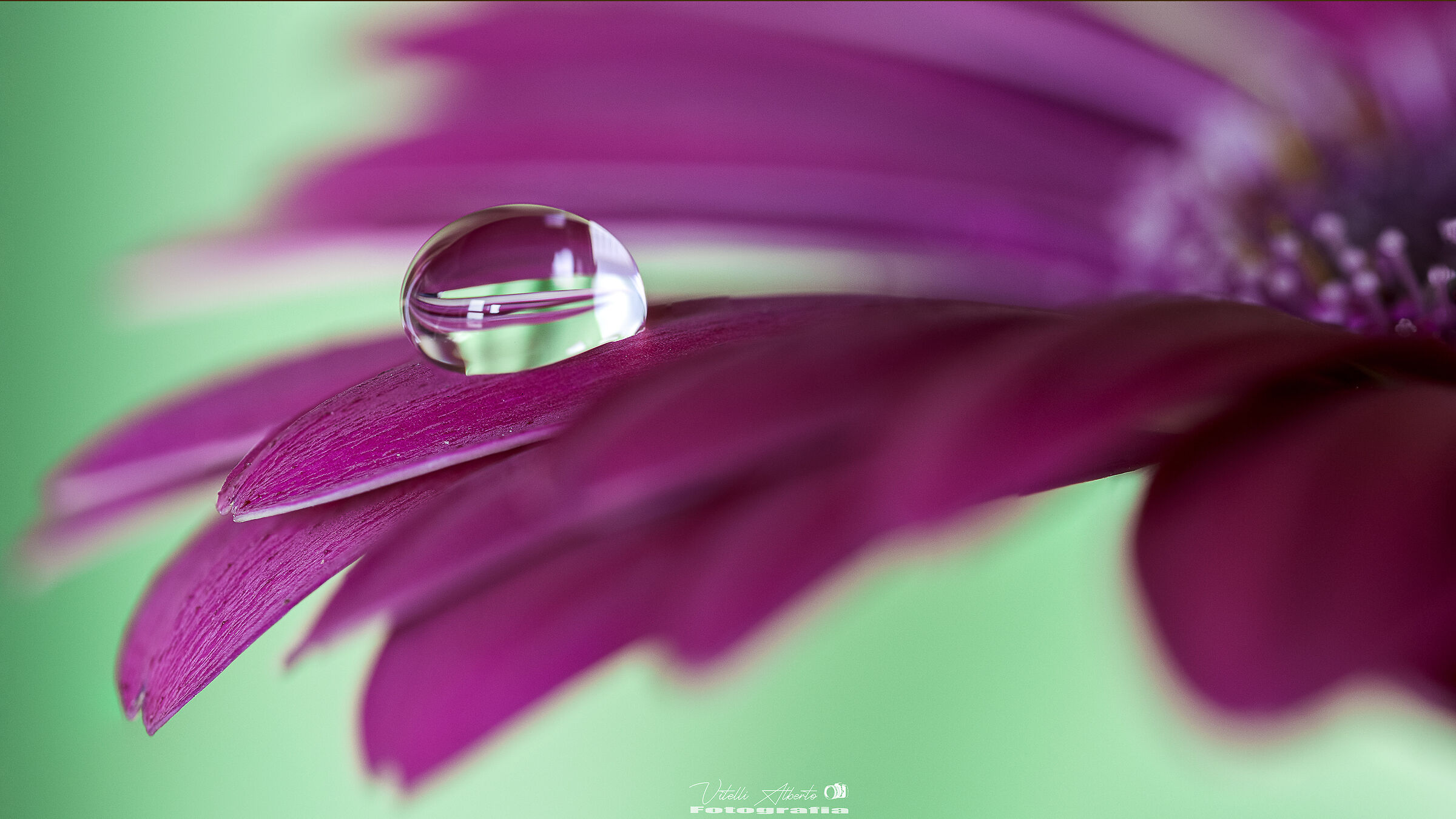 Home shots, Gerbera Jamensonii