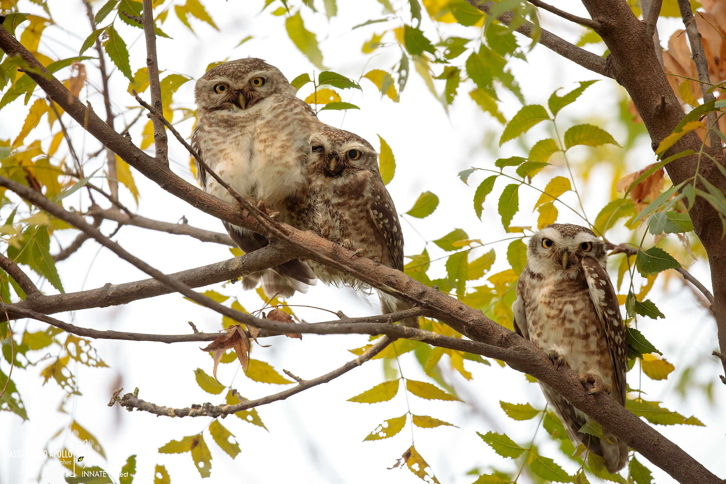three owls on the ram...
