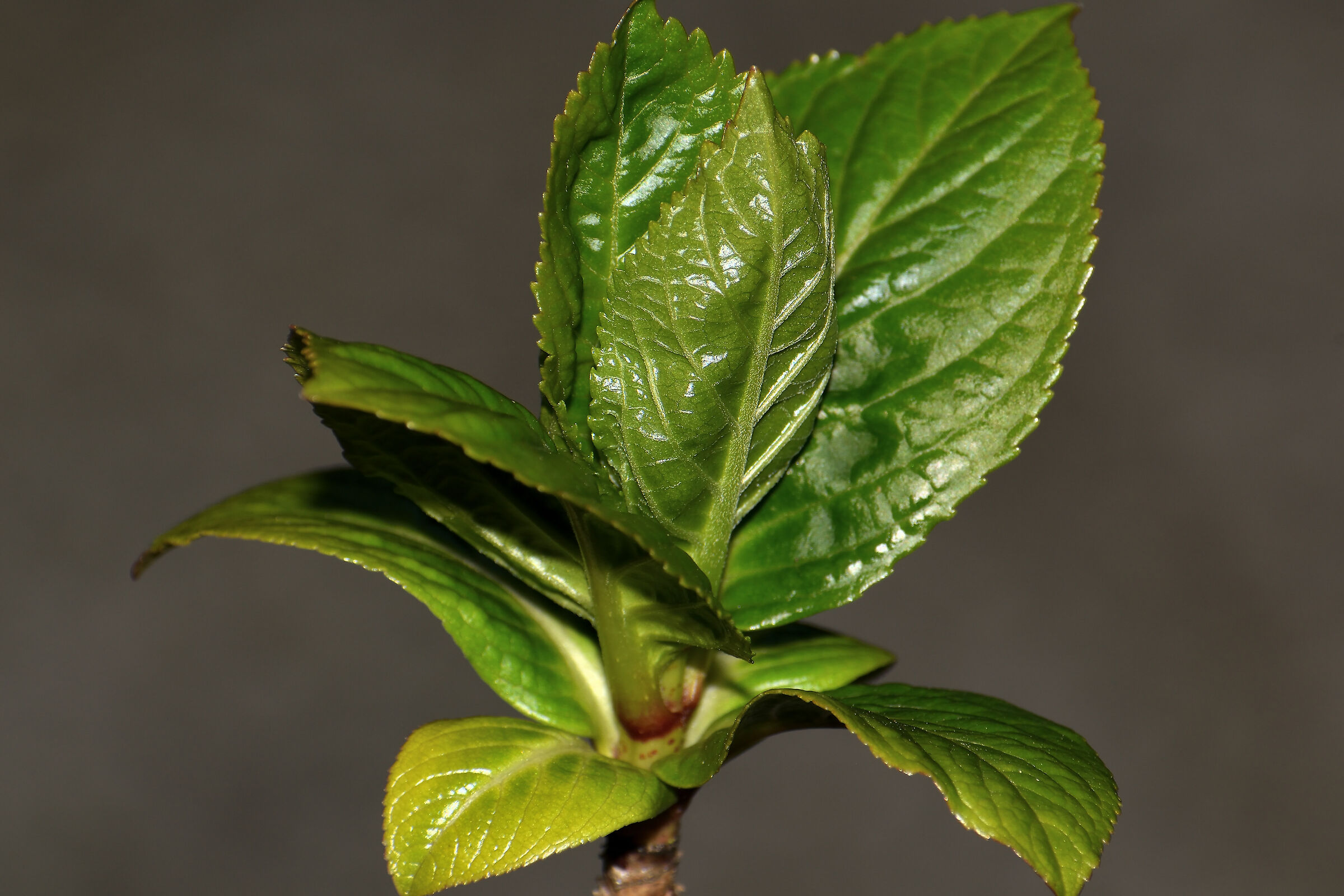 Ortensia in crescita