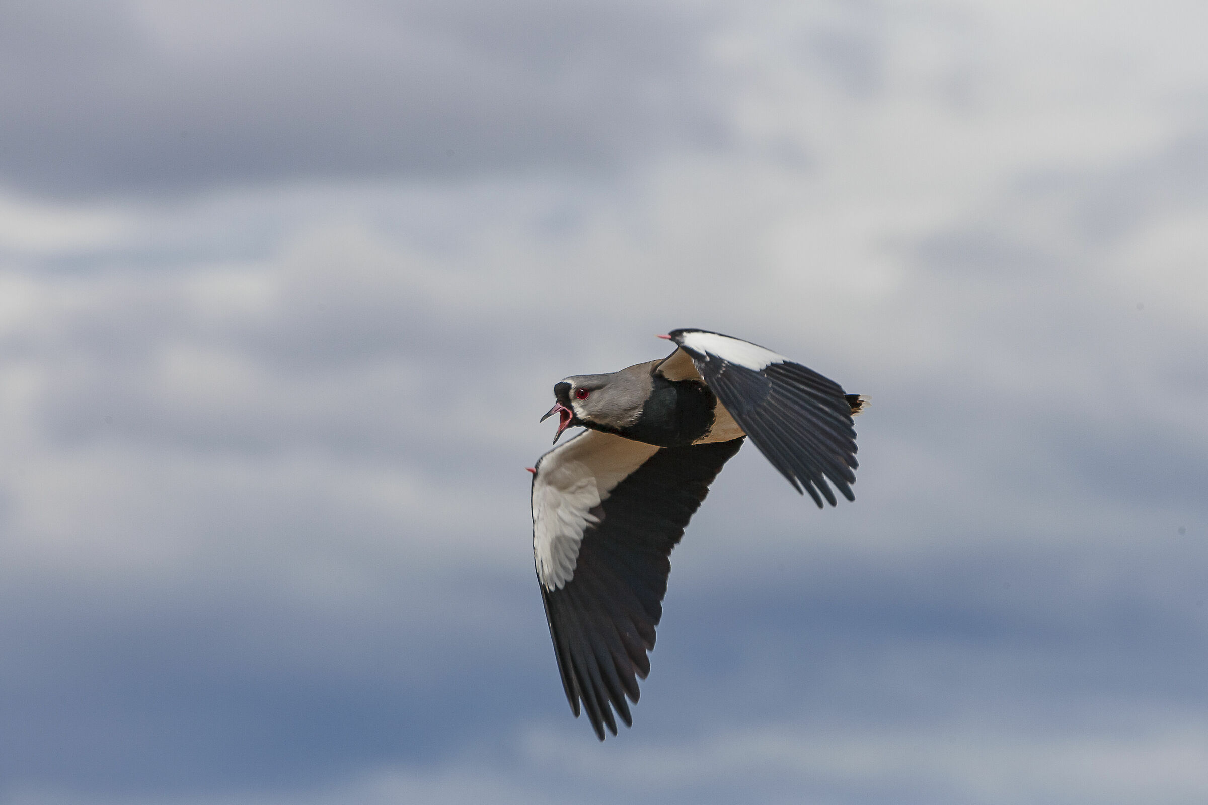Vanellus chilensis