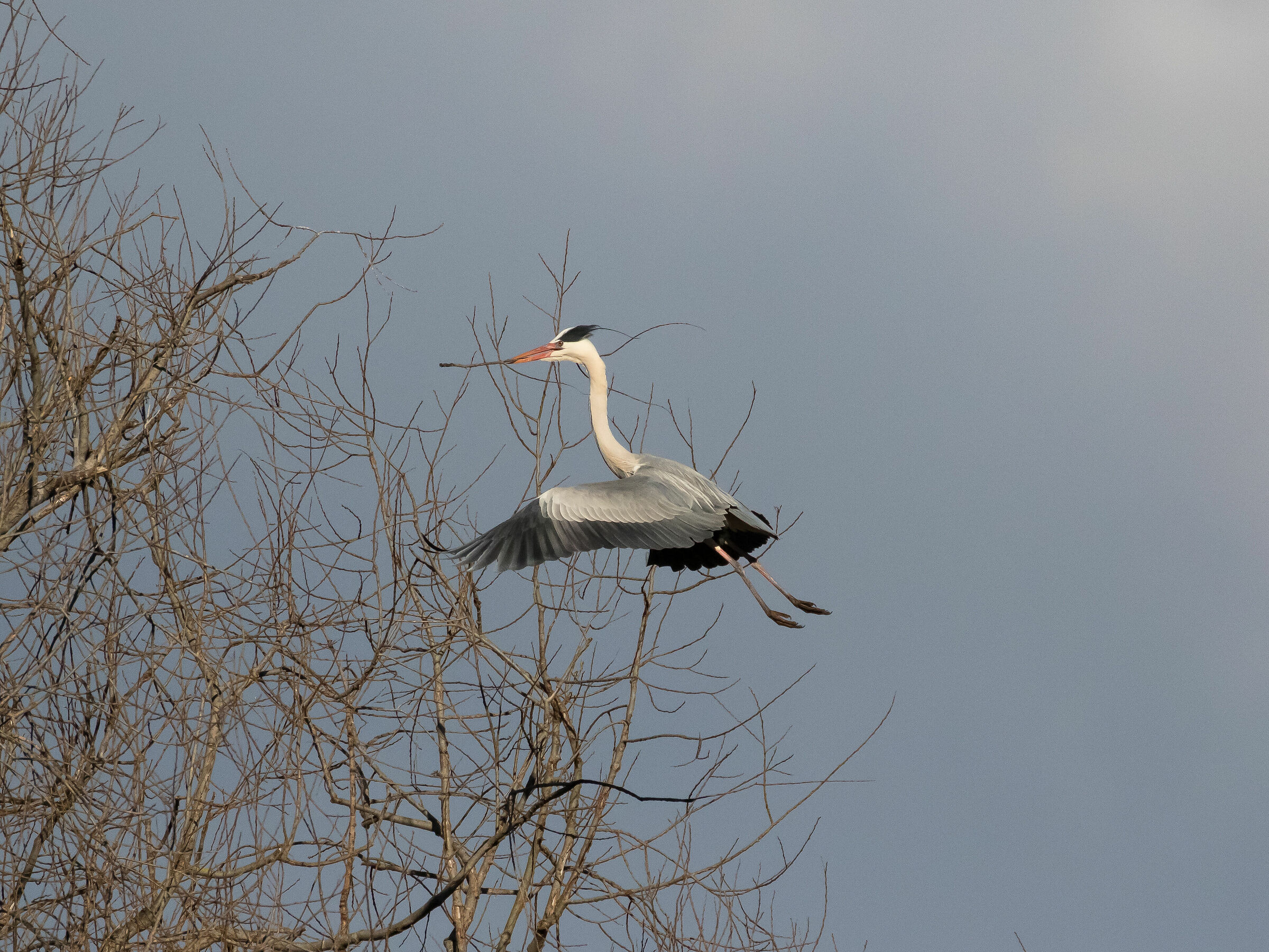 È tempo di metter su famiglia