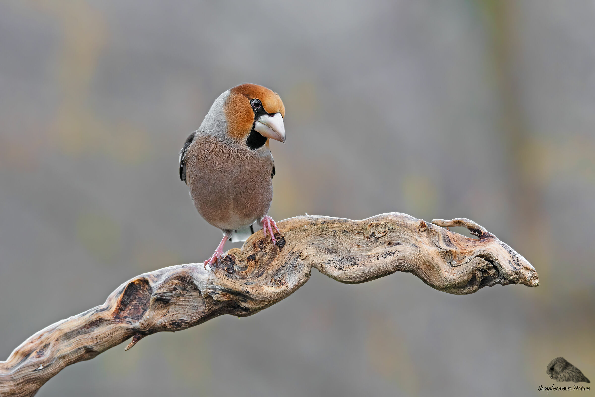 Frosone (Coccothraustes coccothraustes)