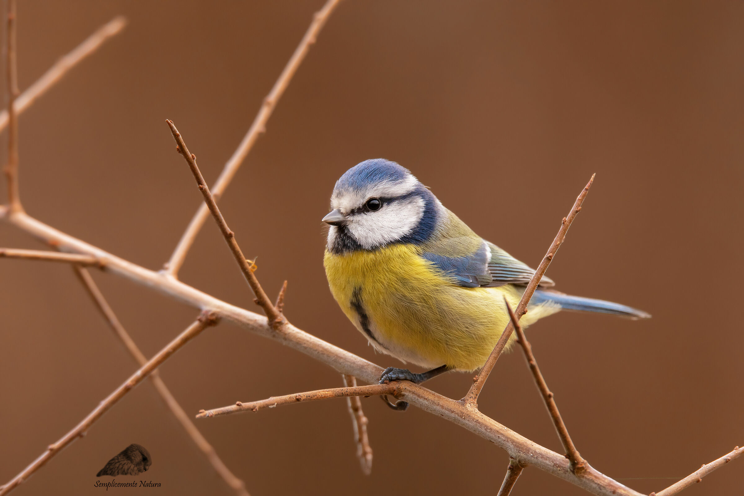 Cinciarella (Cyanistes caeruleus)